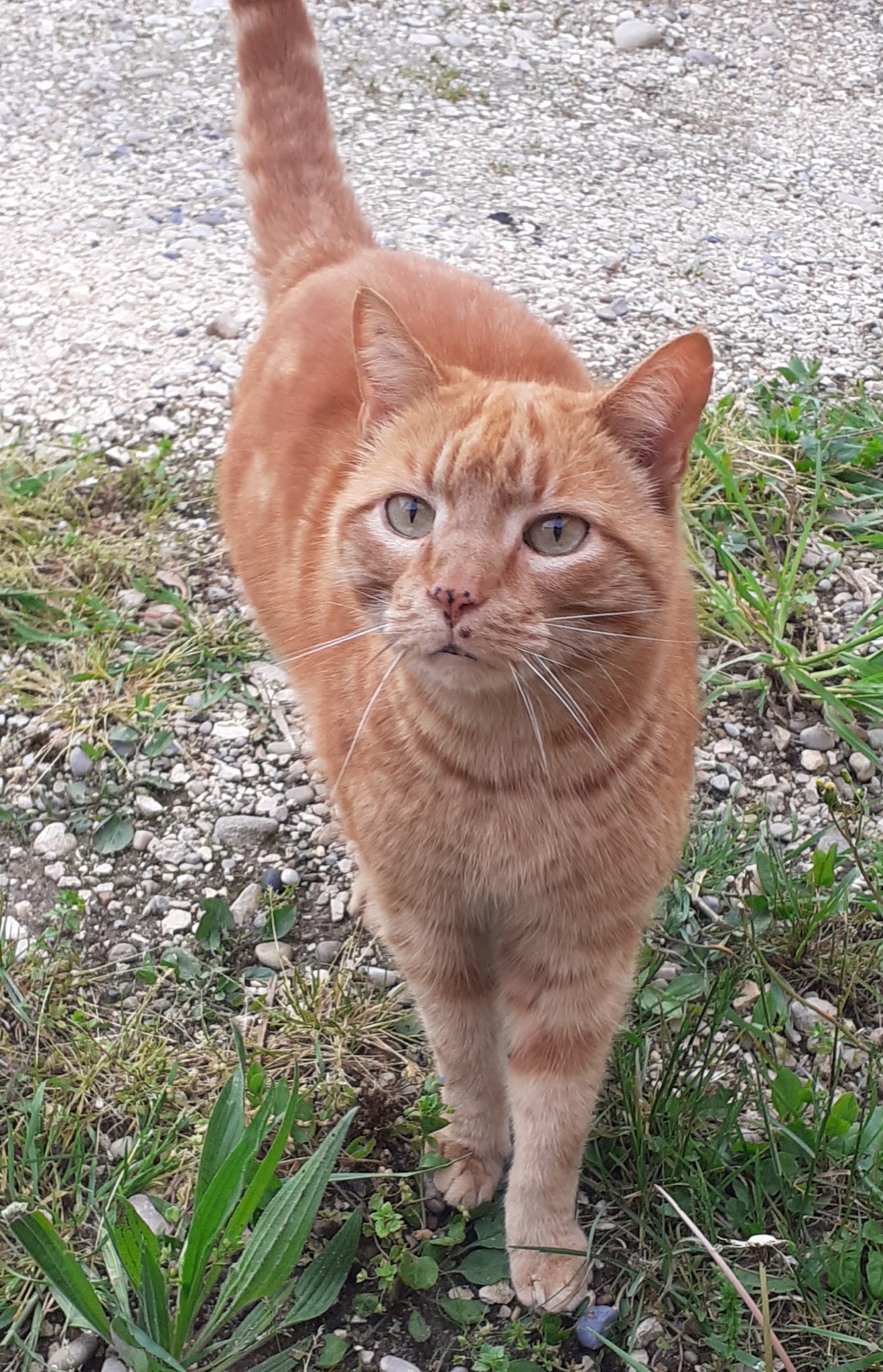 Poils aux pattes