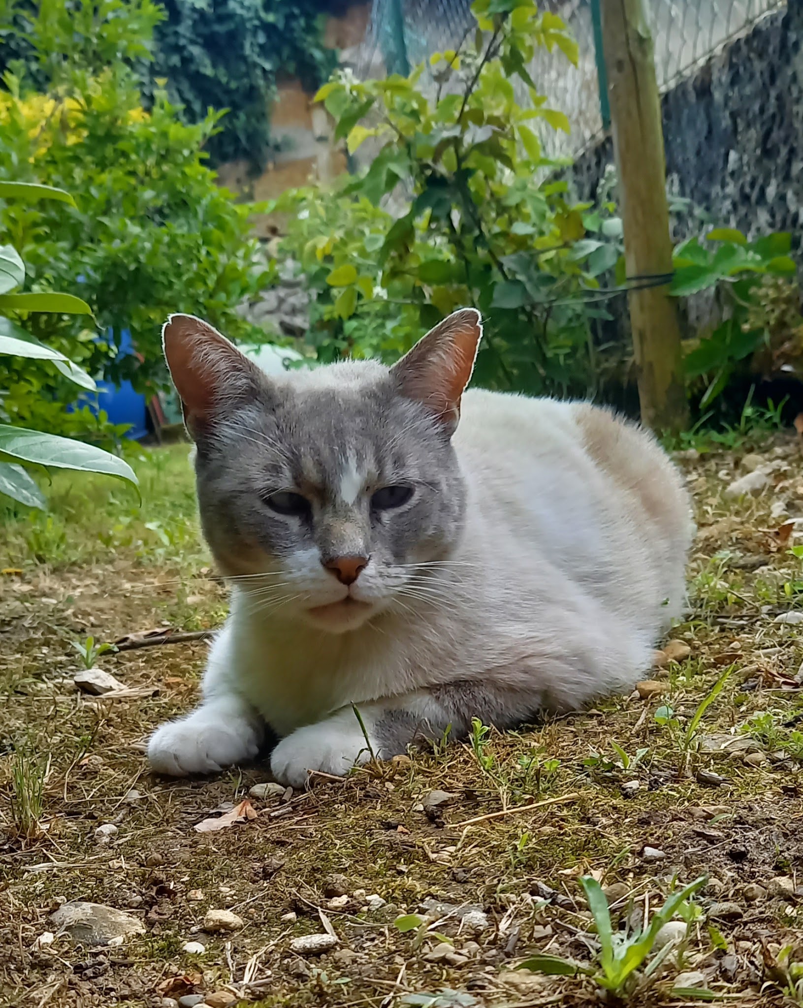 Poils aux pattes — photo