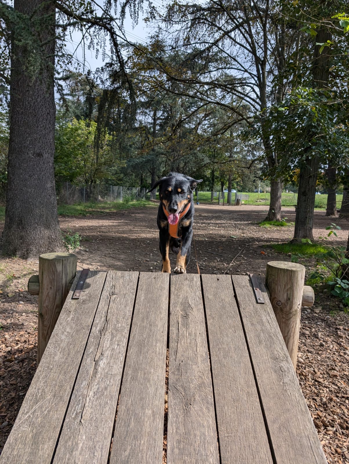 Pension canine Paw'sitive Job — photo