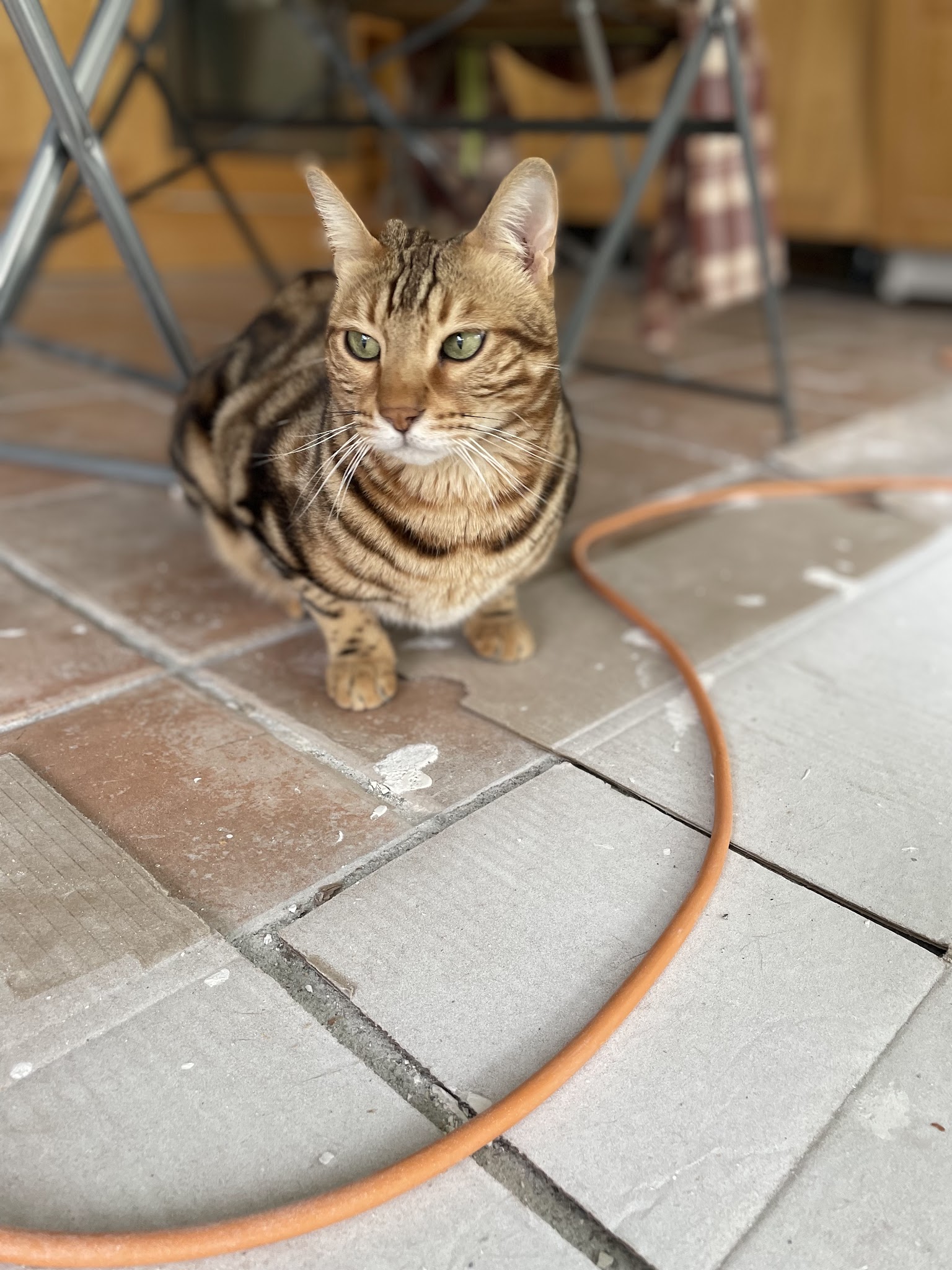 Alex Petsitting — photo
