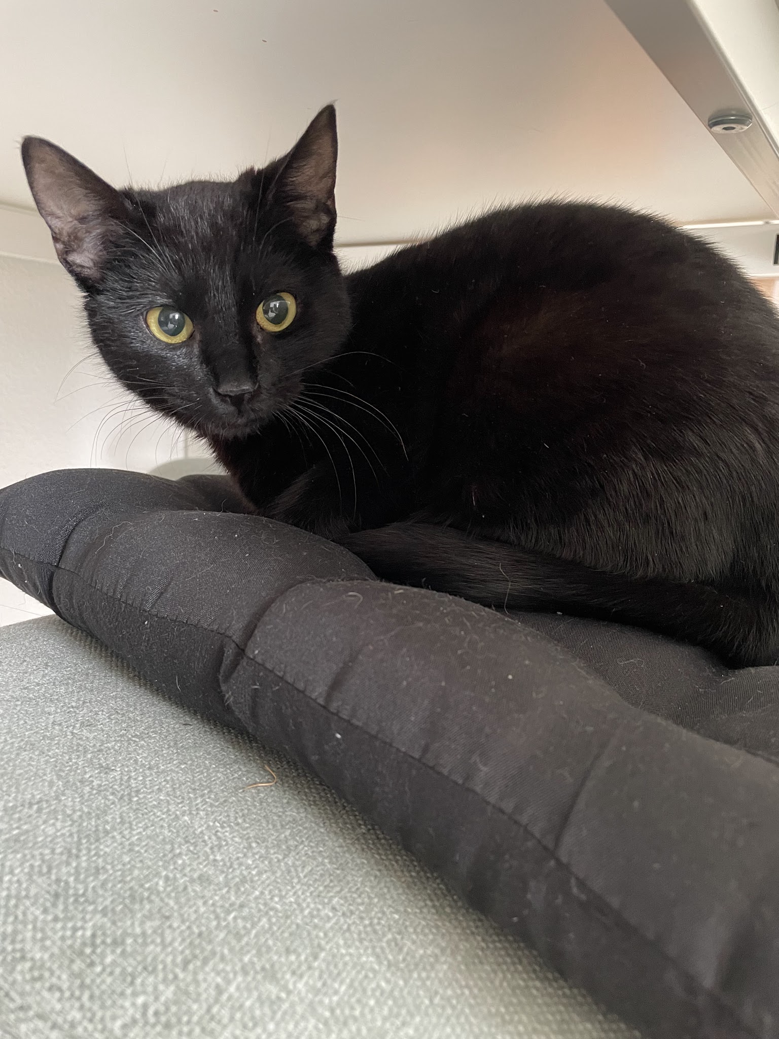 Alex Petsitting — photo