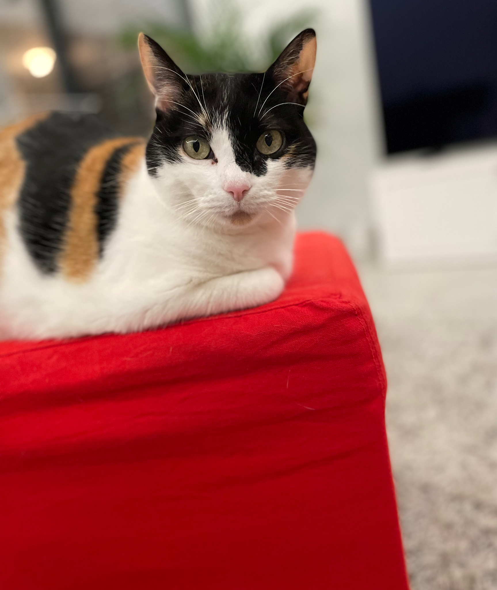 Alex Petsitting — photo