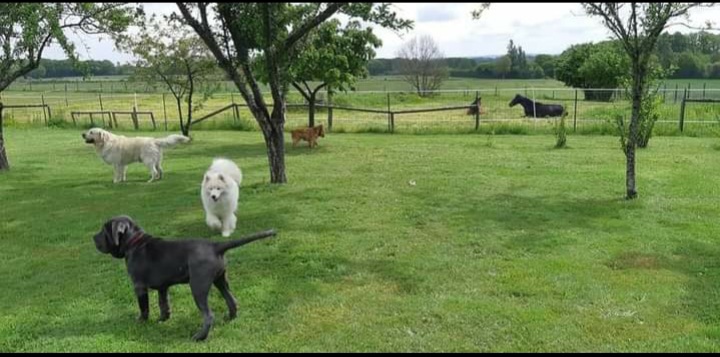 Pension canine 4 pattes