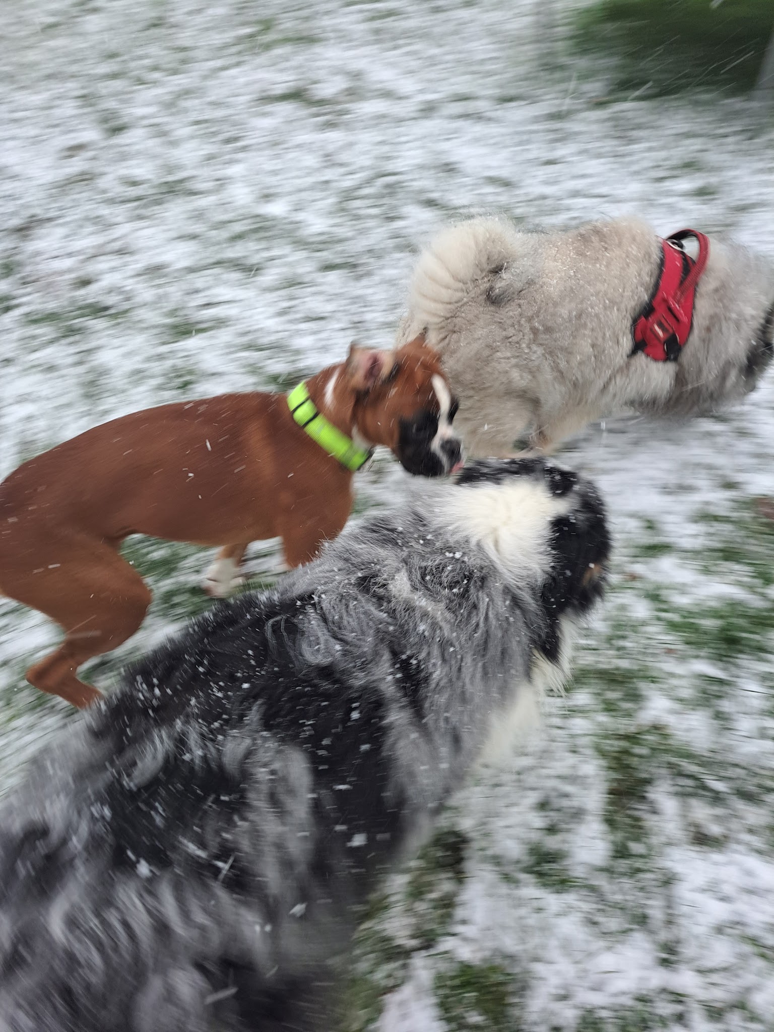 Pension canine 4 pattes — photo