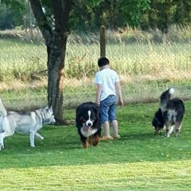 Pension canine 4 pattes — photo