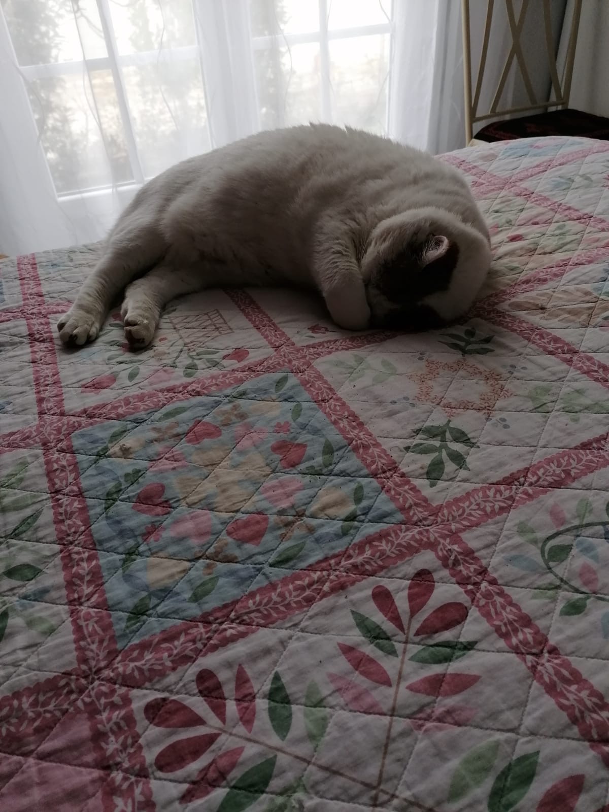 Paw & pad — photo