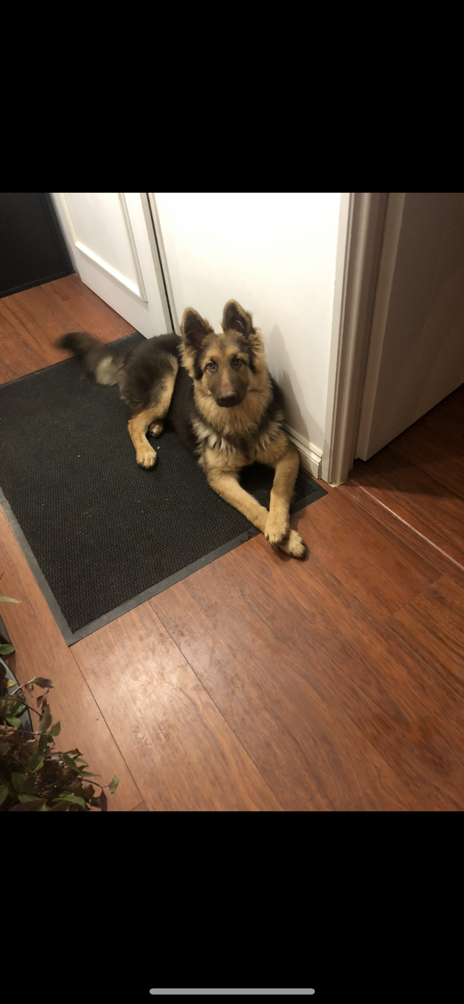 Paw & pad — photo