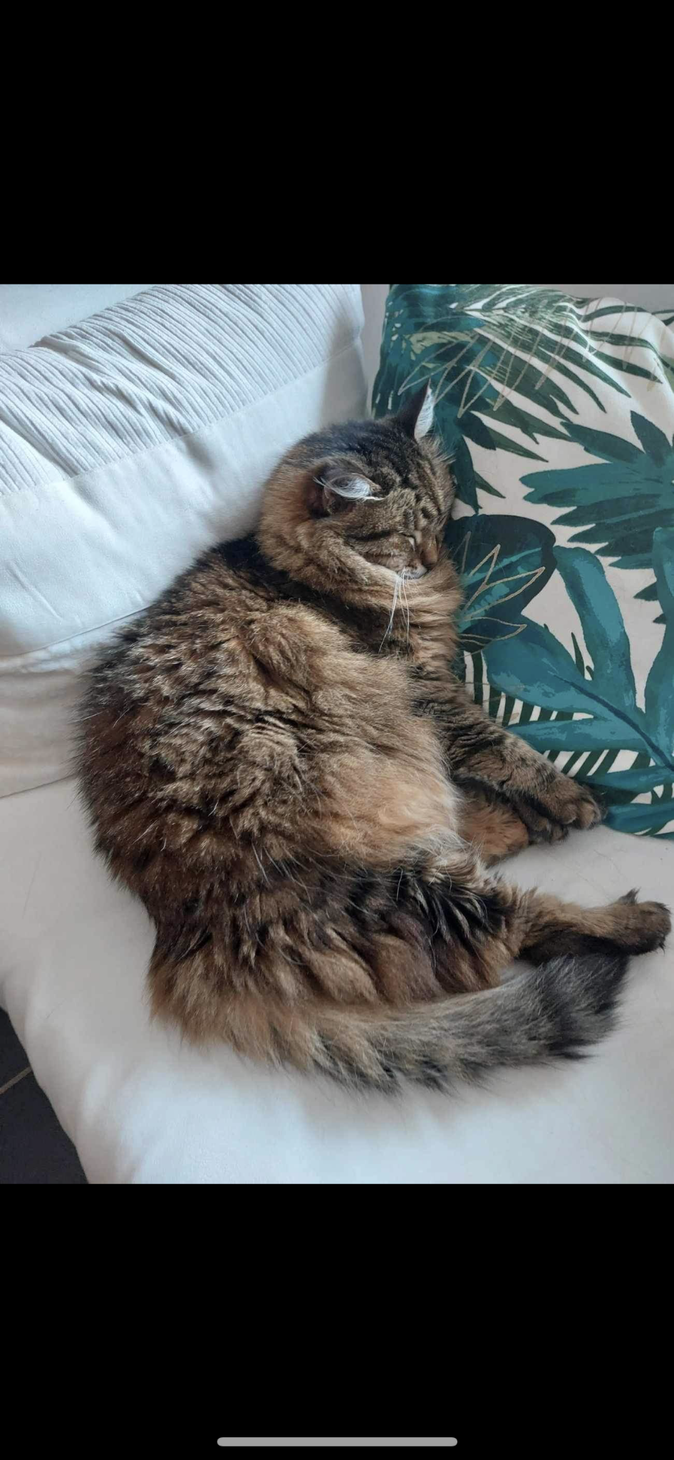 Paw & pad — photo