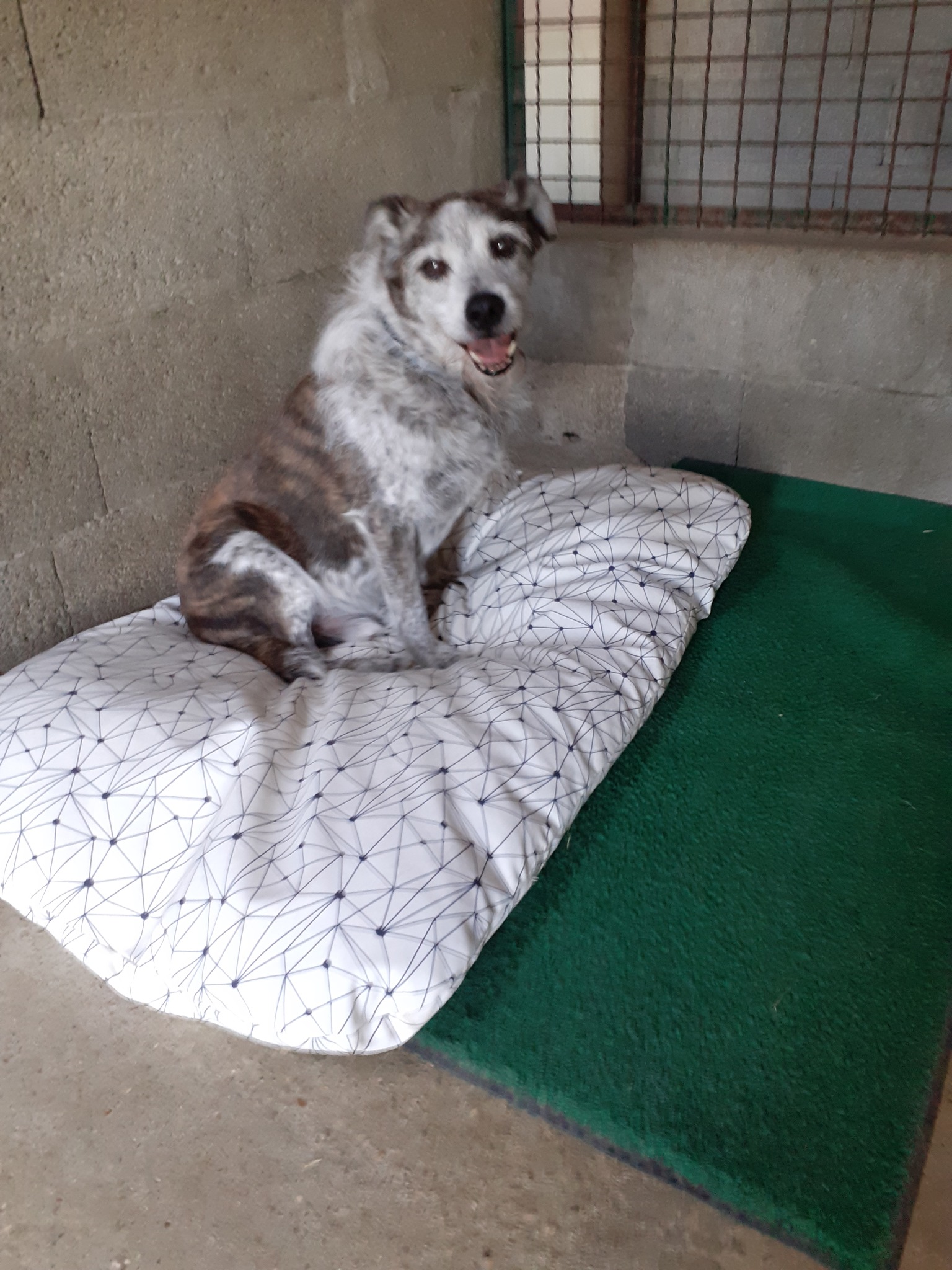 Pension Canine des Andran — photo