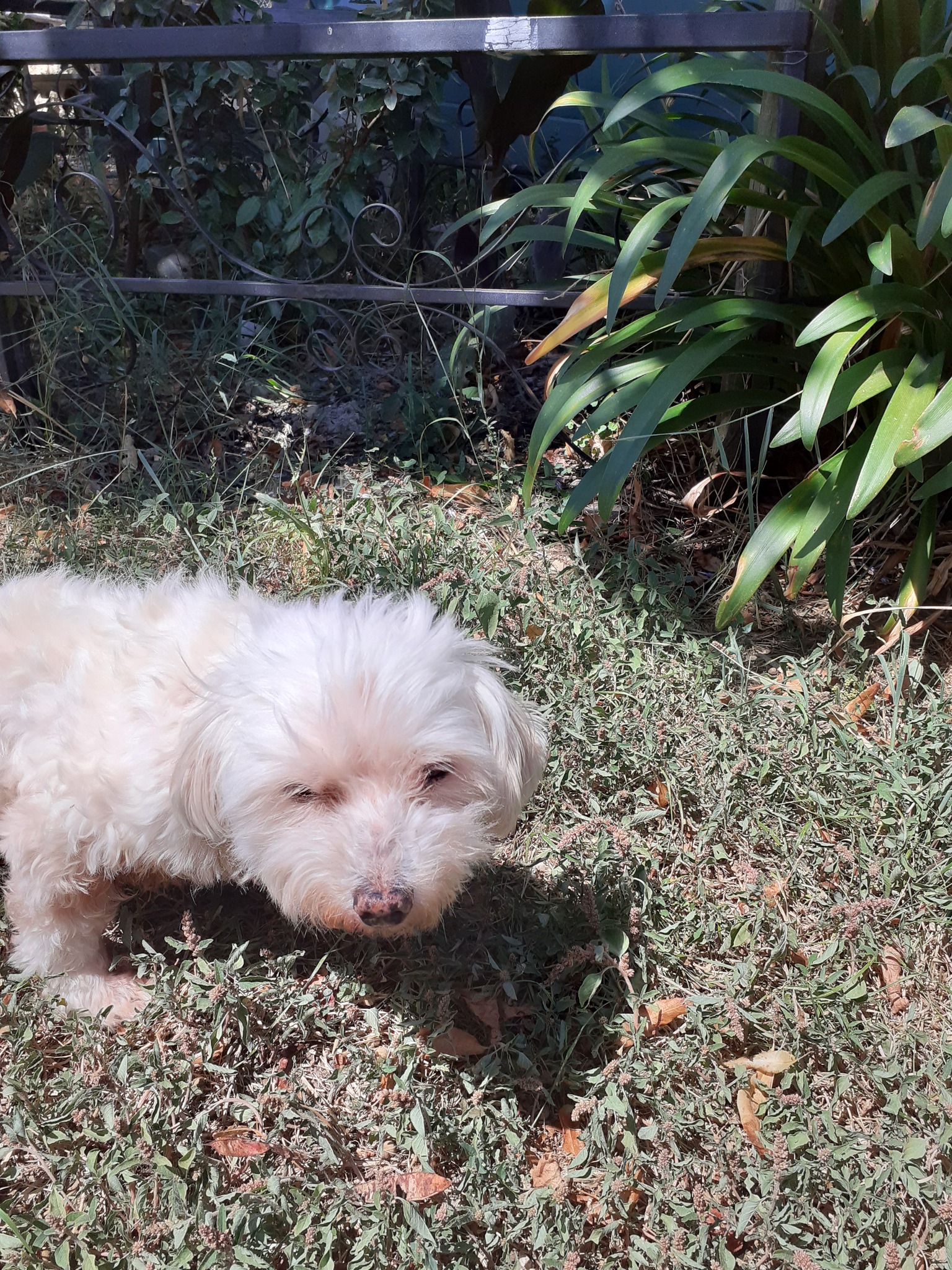 Pension Canine des Andran