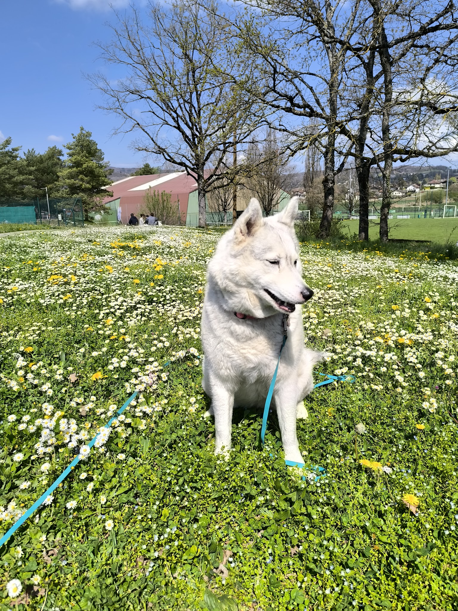 CABOT IN JOY - Balades Collectives chiens, Gardes à la journée chiens et Visites à domicile chats — photo