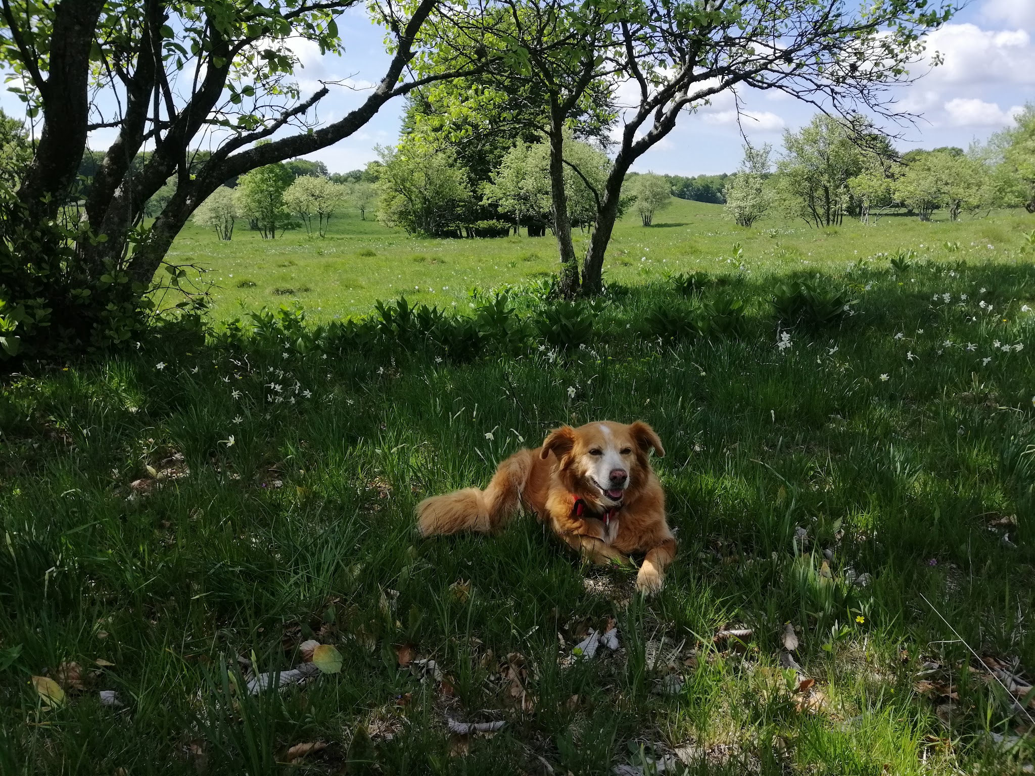CABOT IN JOY - Balades Collectives chiens, Gardes à la journée chiens et Visites à domicile chats — photo