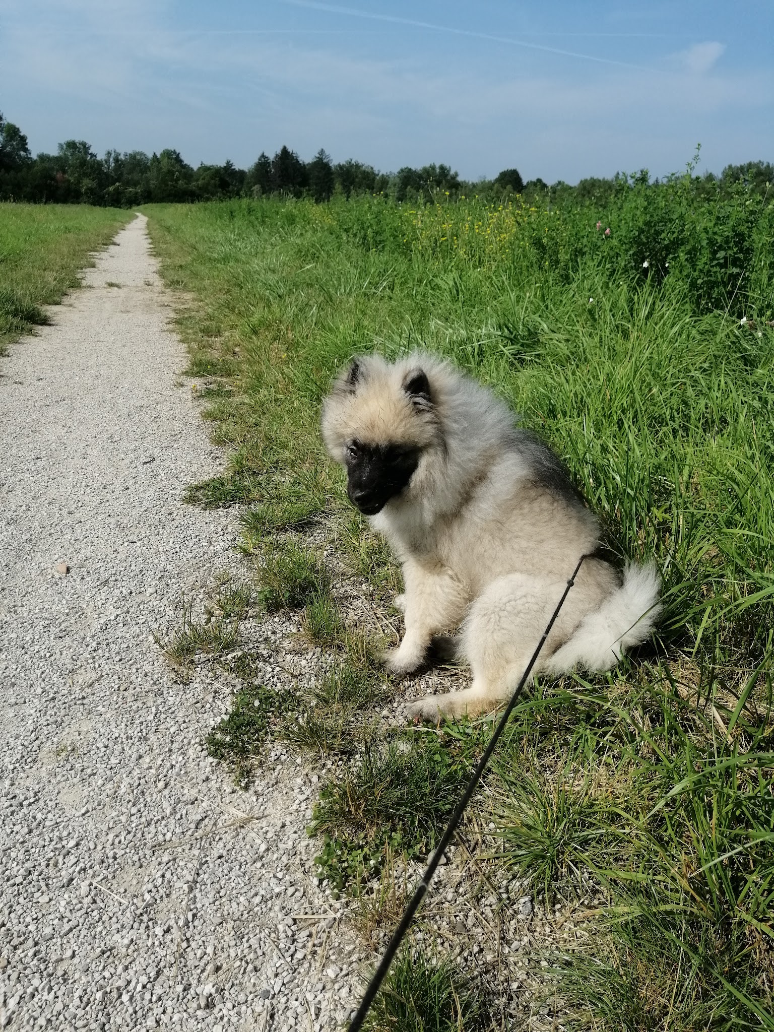 CABOT IN JOY - Balades Collectives chiens, Gardes à la journée chiens et Visites à domicile chats — photo