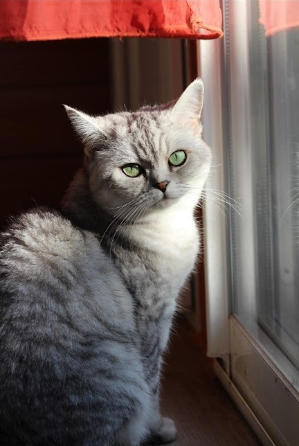 Tess Pet Sitting — photo