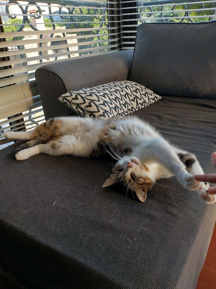Tess Pet Sitting — photo