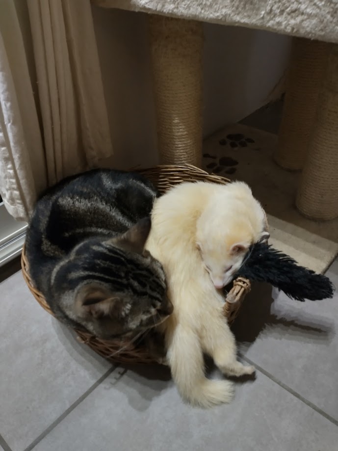 Tess Pet Sitting — photo