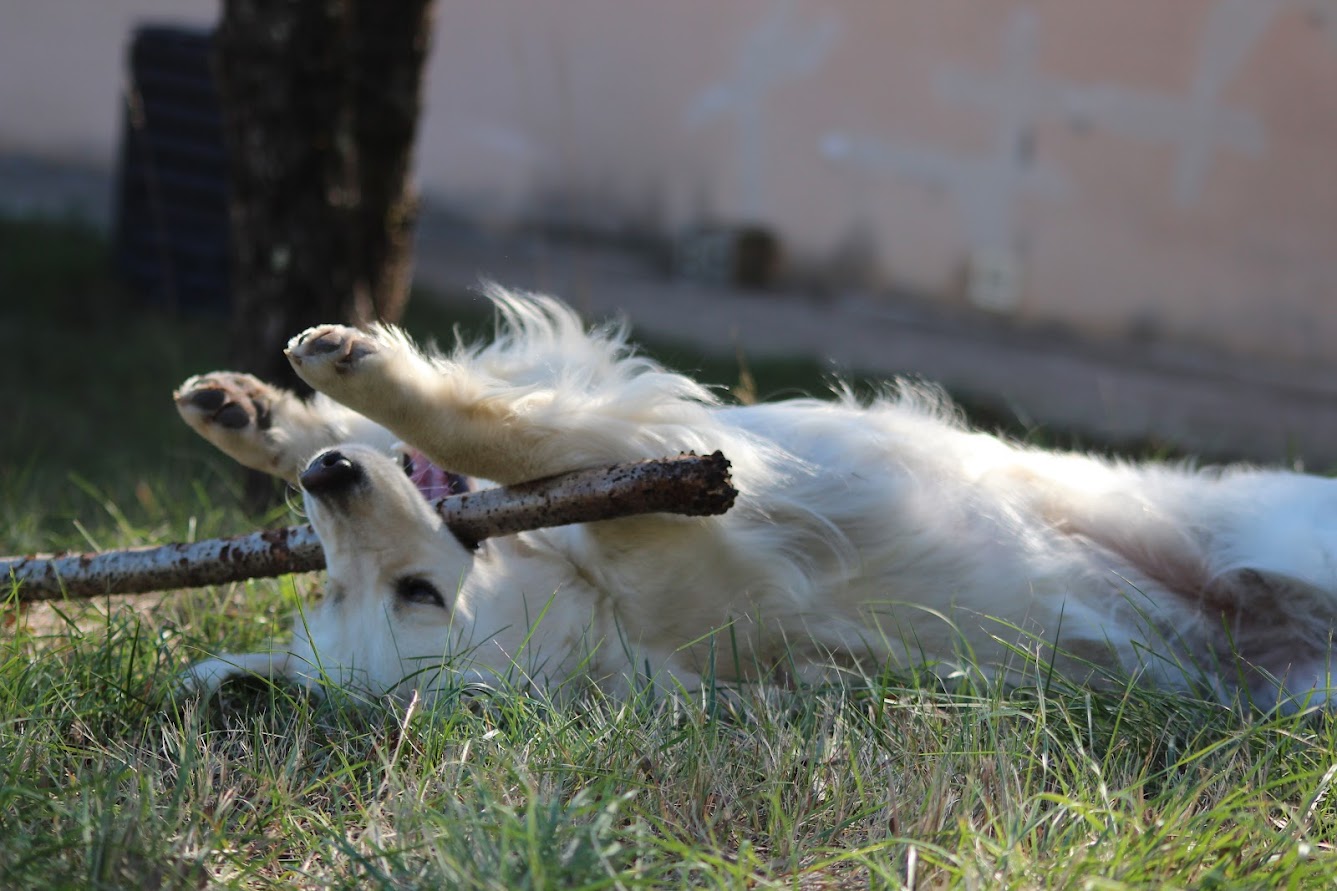Tess Pet Sitting — photo