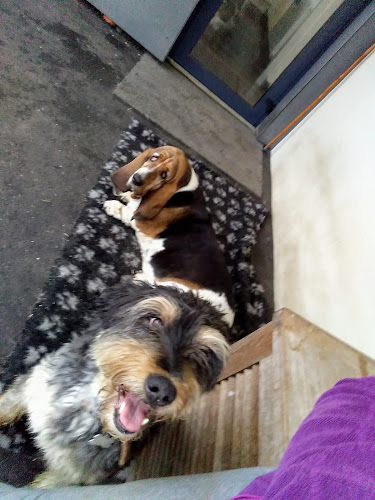 Relais Animaux Services