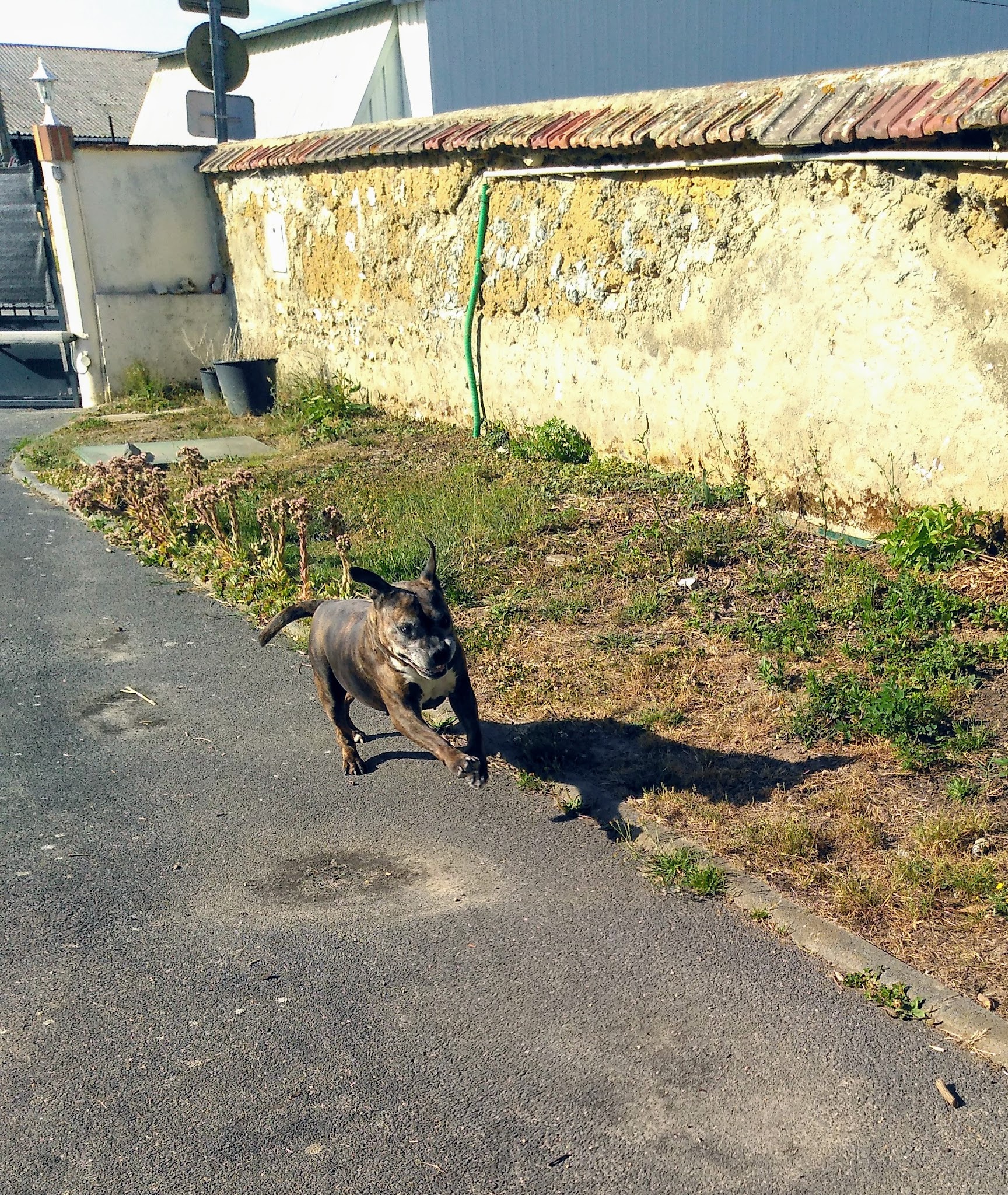 Relais Animaux Services — photo