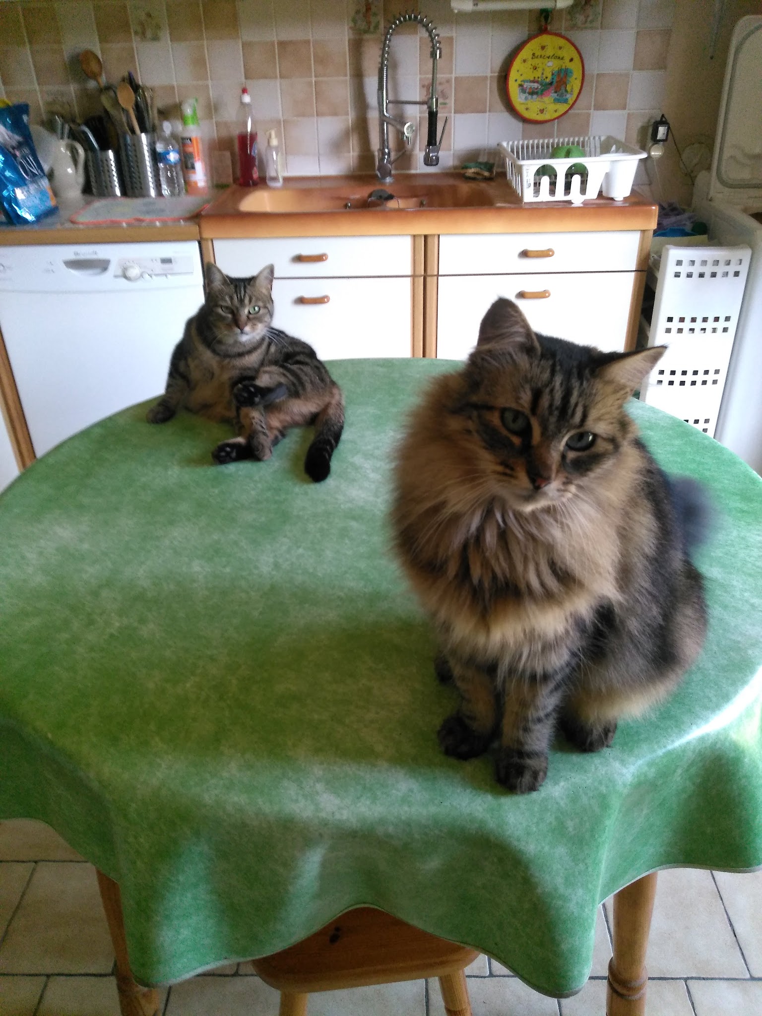 Relais Animaux Services — photo
