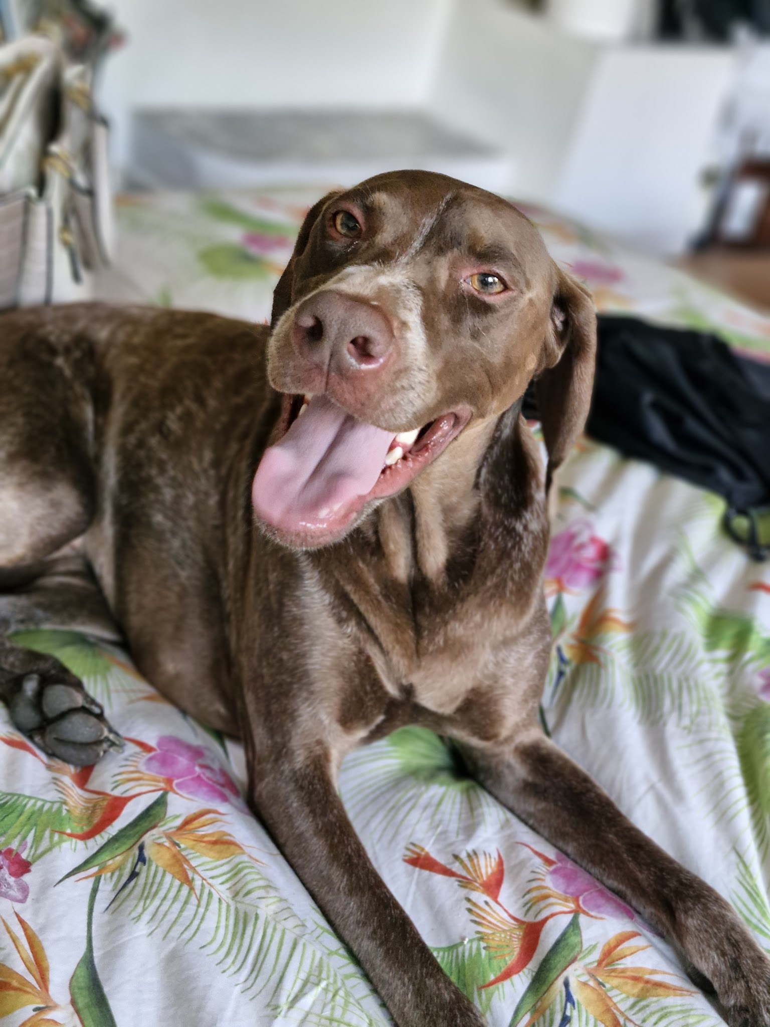 Melcys dogsitting — photo