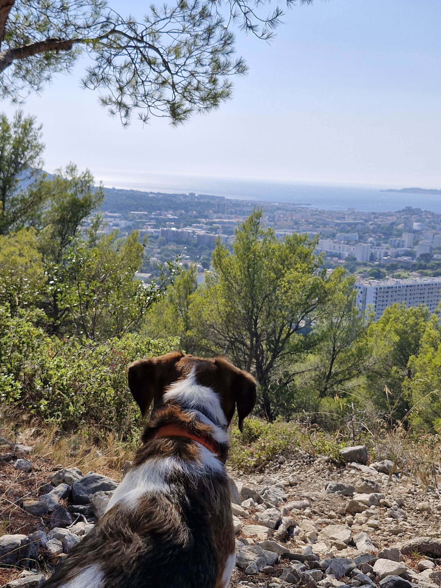 Melcys dogsitting — photo