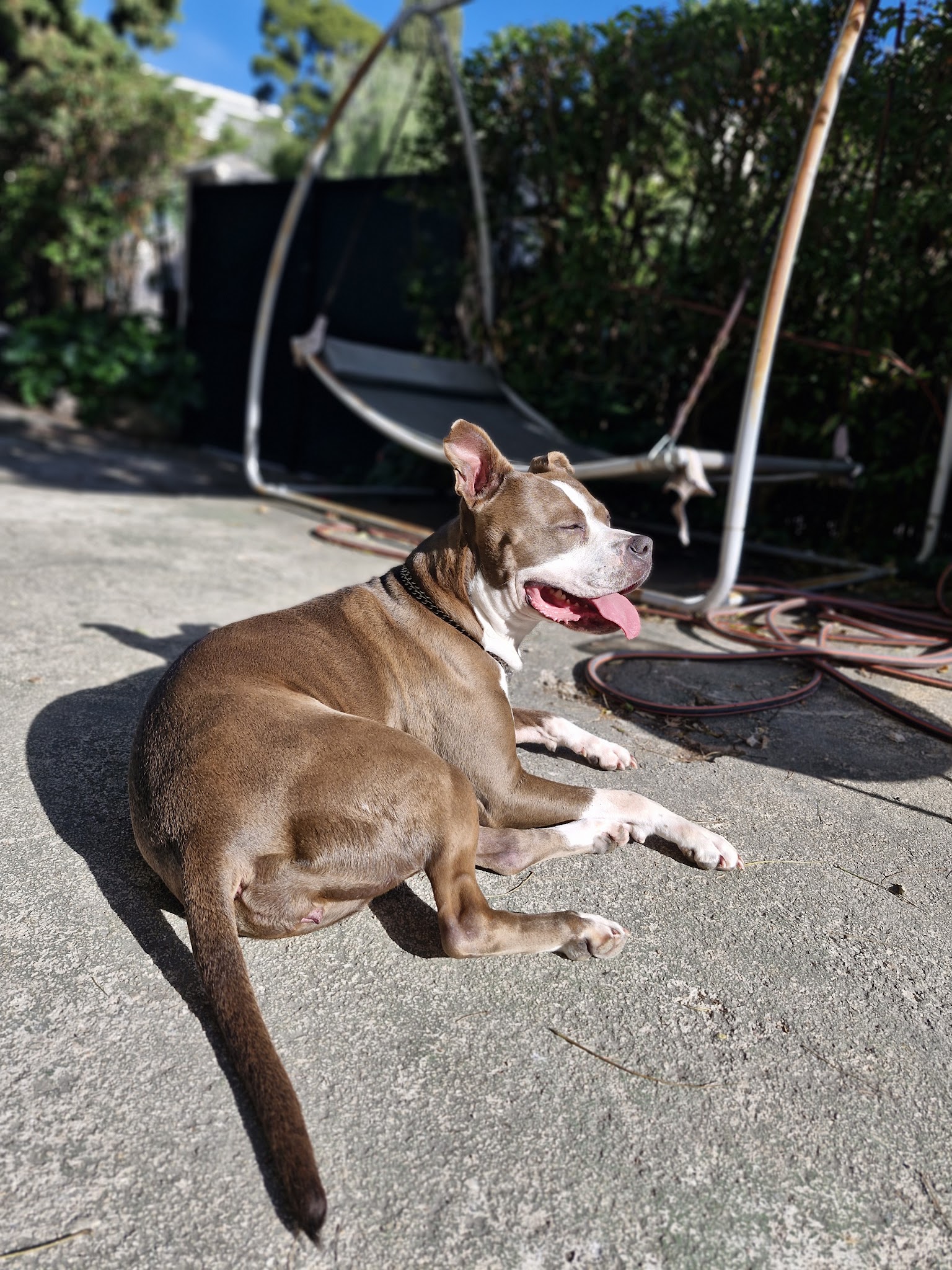 Melcys dogsitting — photo