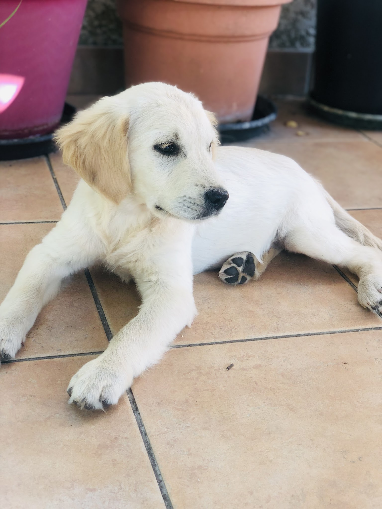 Au Village du Chiot — photo