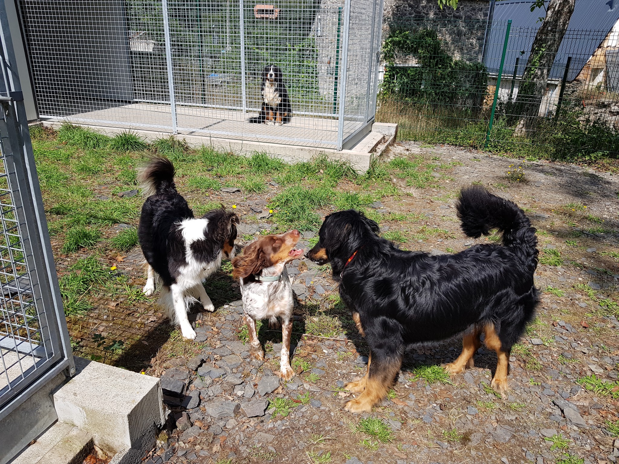Family Dog Evolution — photo