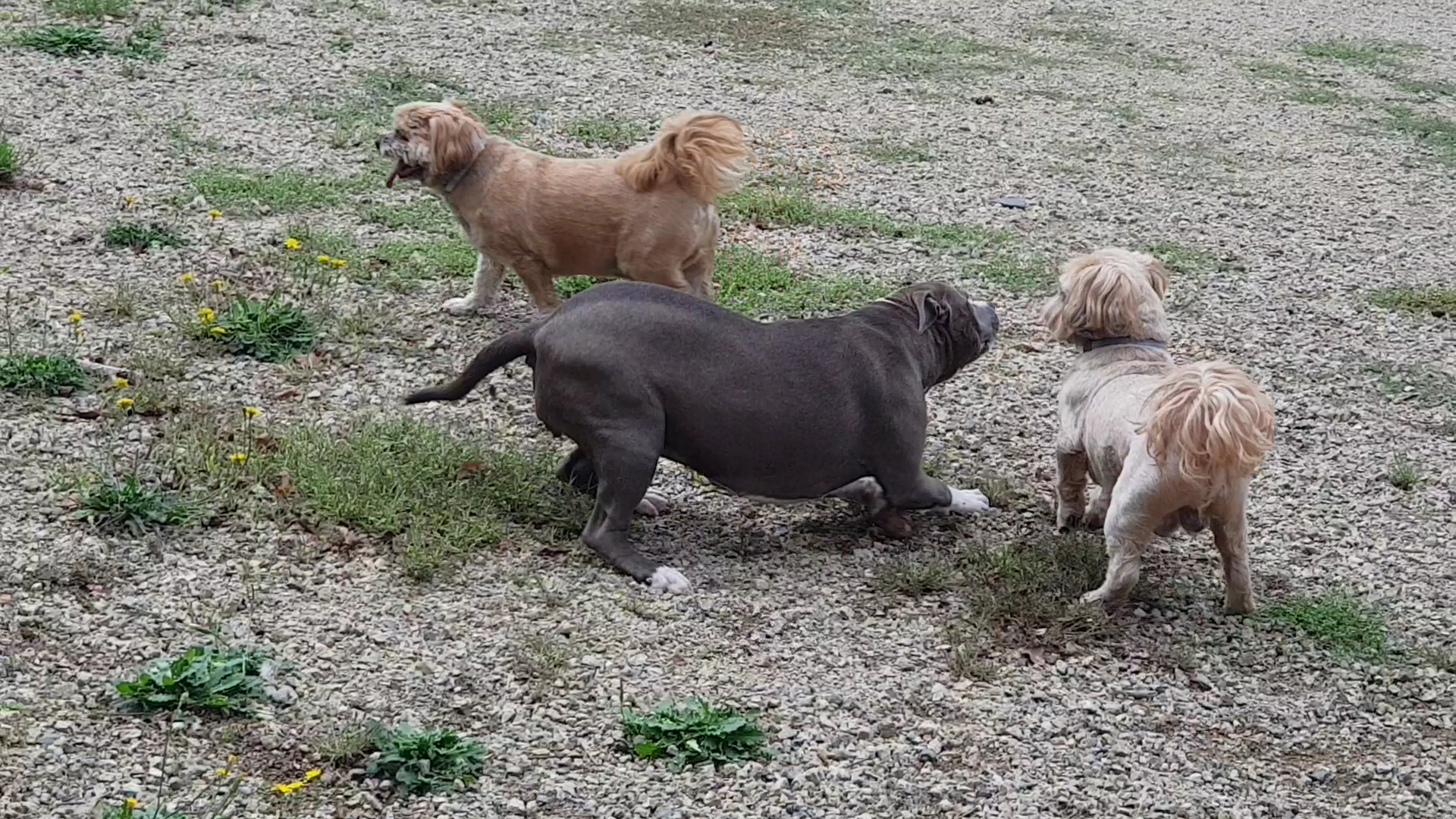 Family Dog Evolution — photo