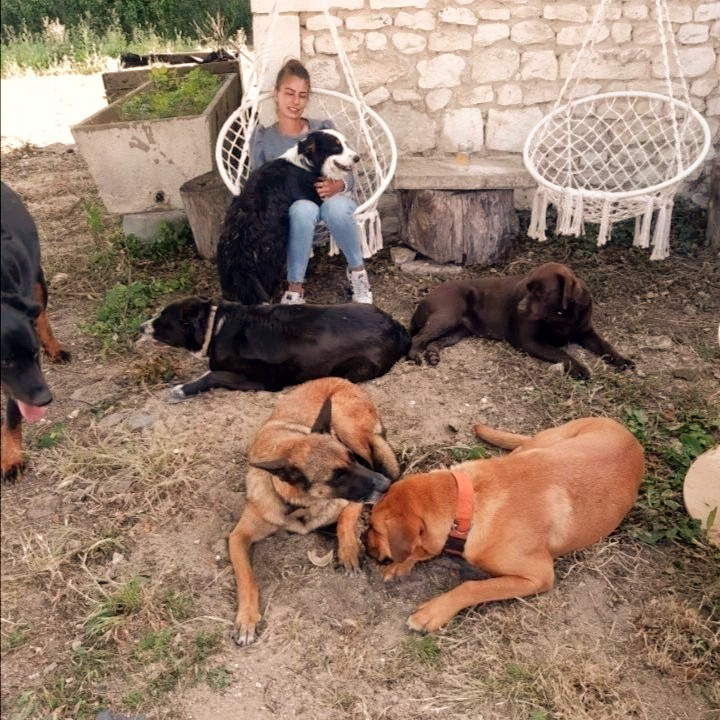 Violaine - Pension et éducation canine — photo