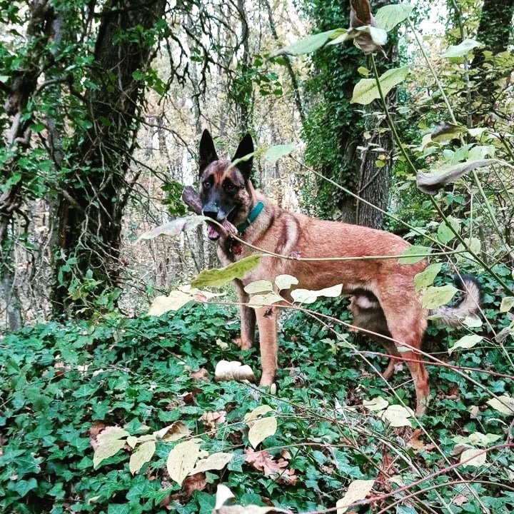 Violaine - Pension et éducation canine — photo