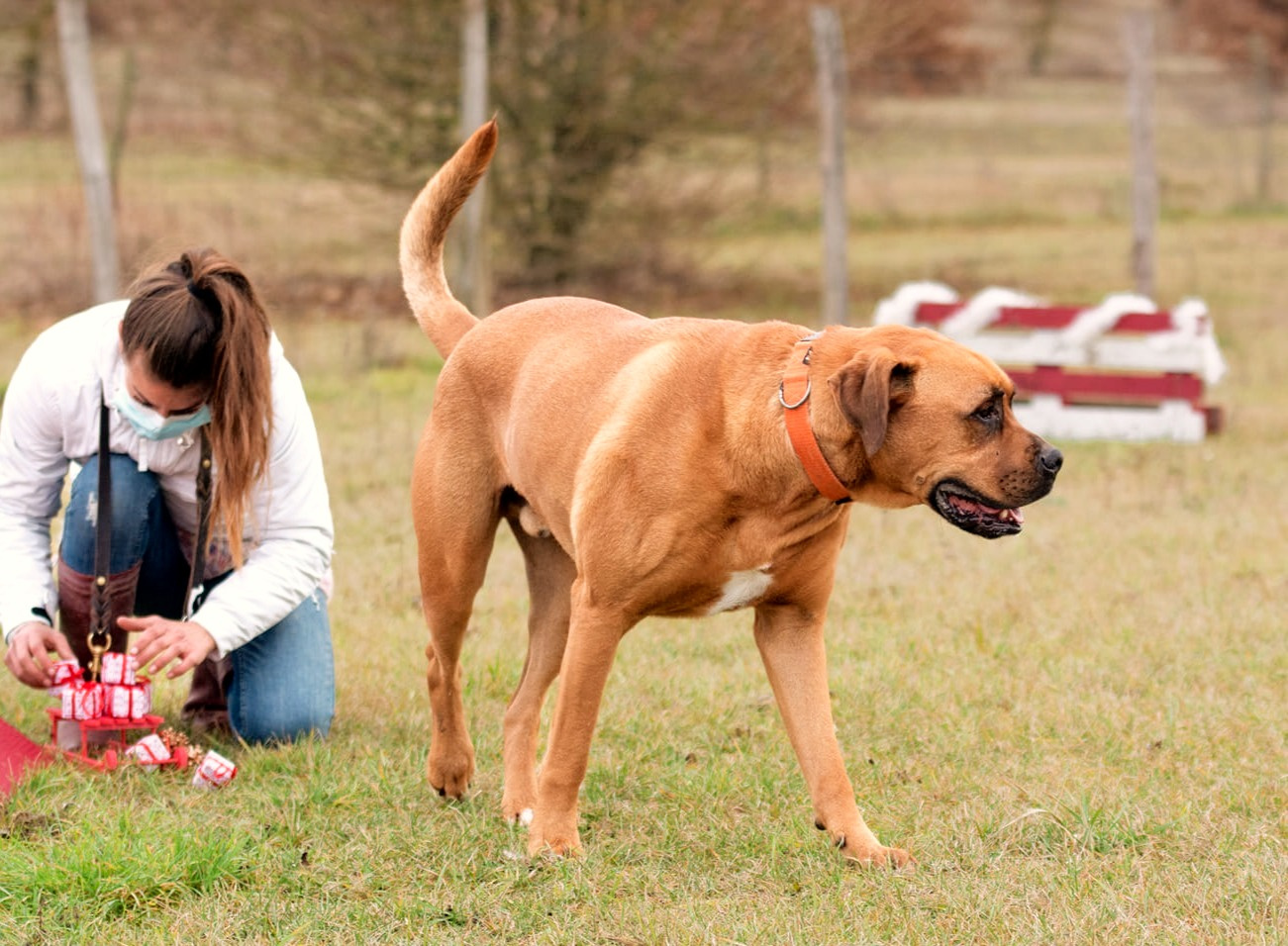 Violaine - Pension et éducation canine