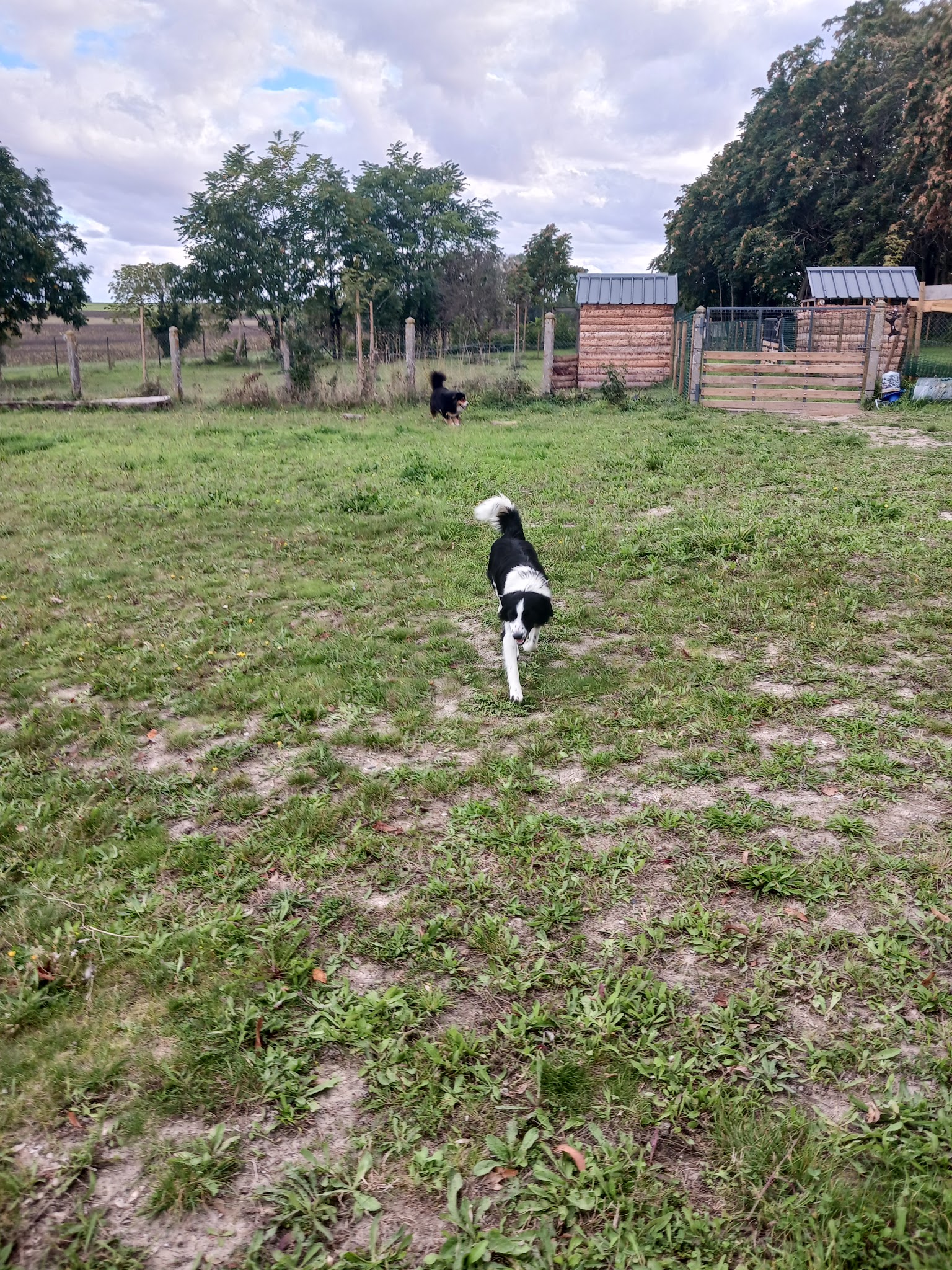 Violaine - Pension et éducation canine — photo