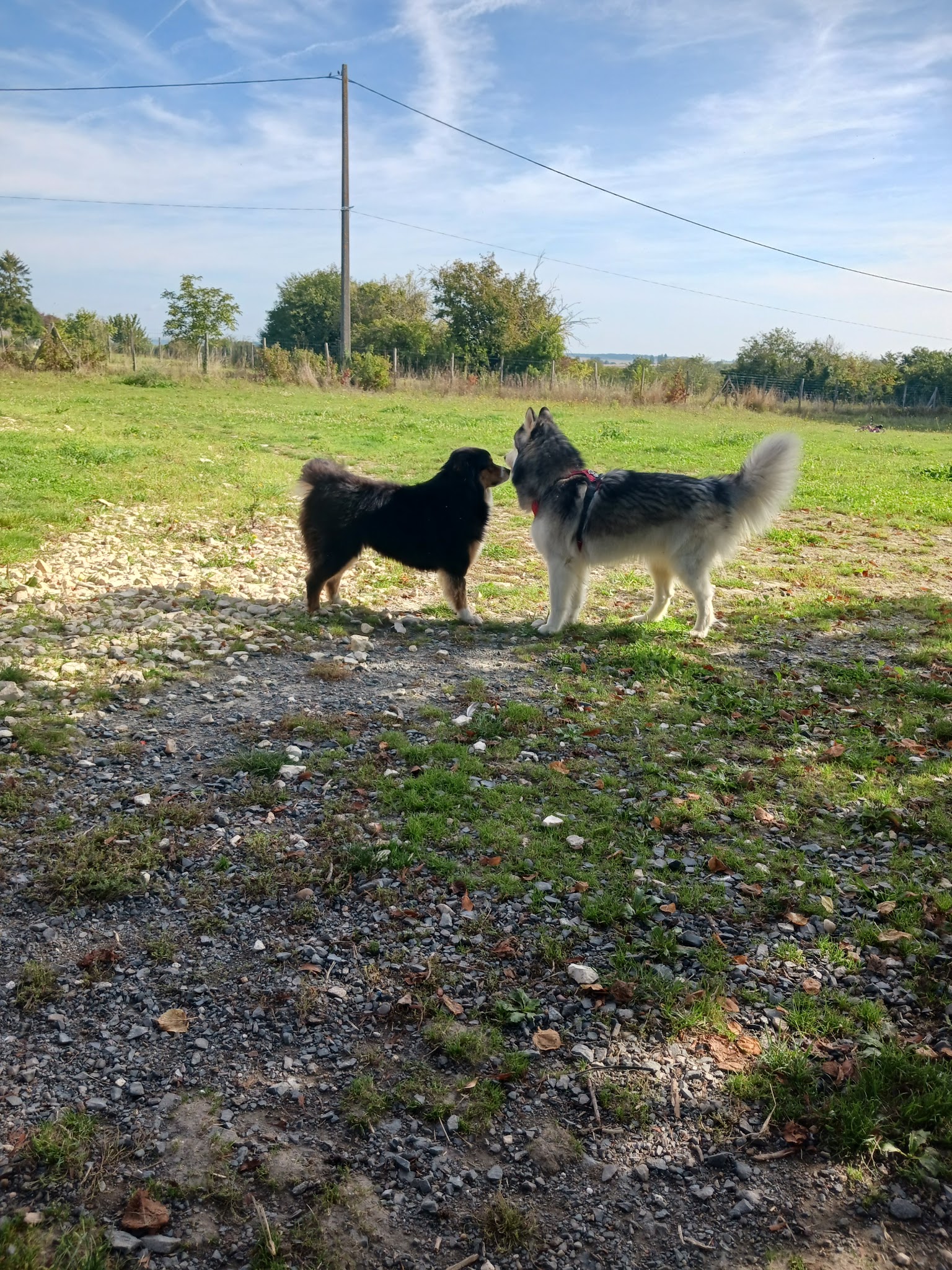 Violaine - Pension et éducation canine — photo