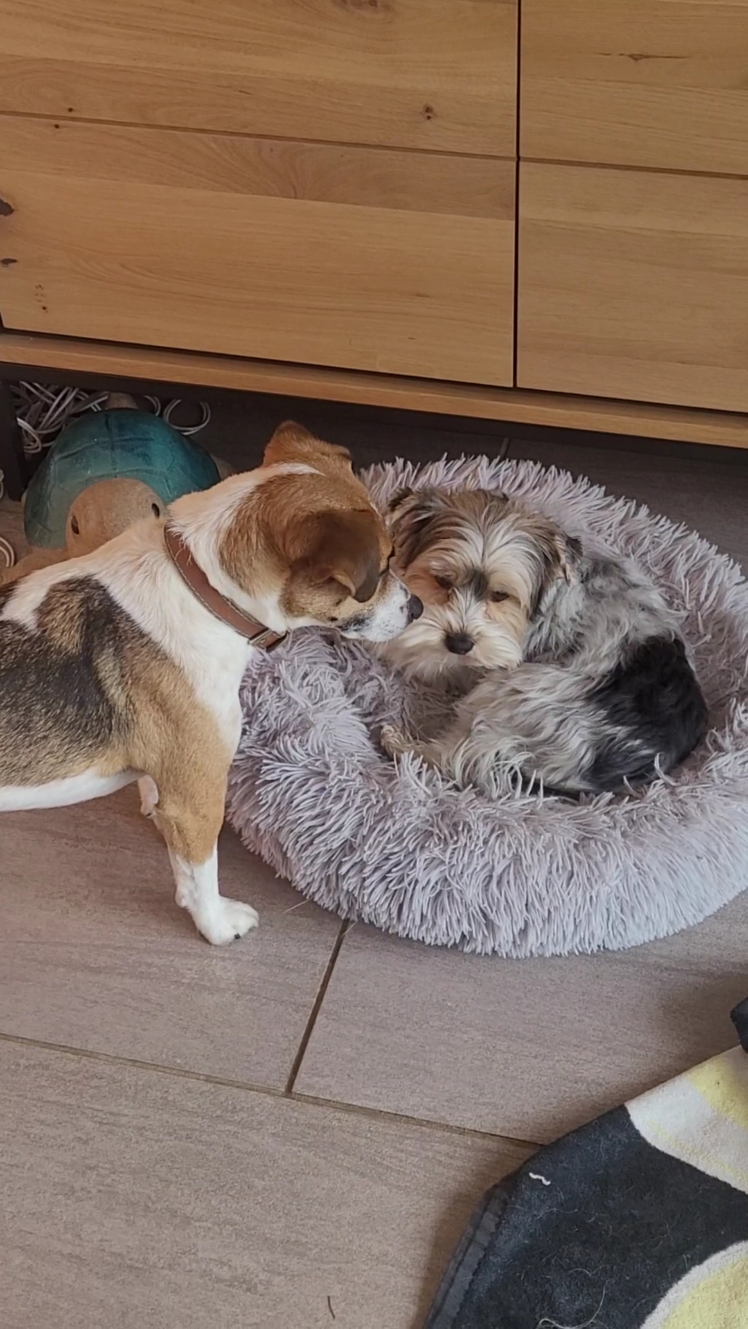 Au royaume des chiens câlinés — photo