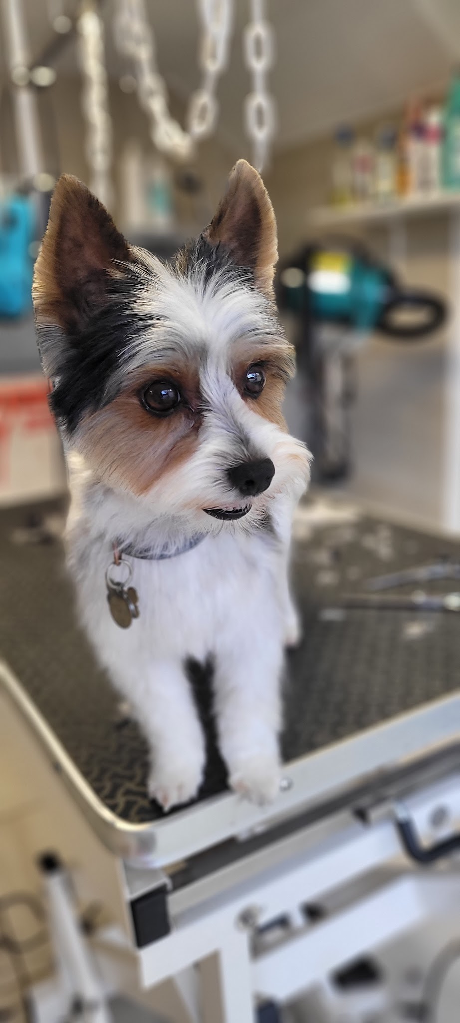 Au royaume des chiens câlinés — photo