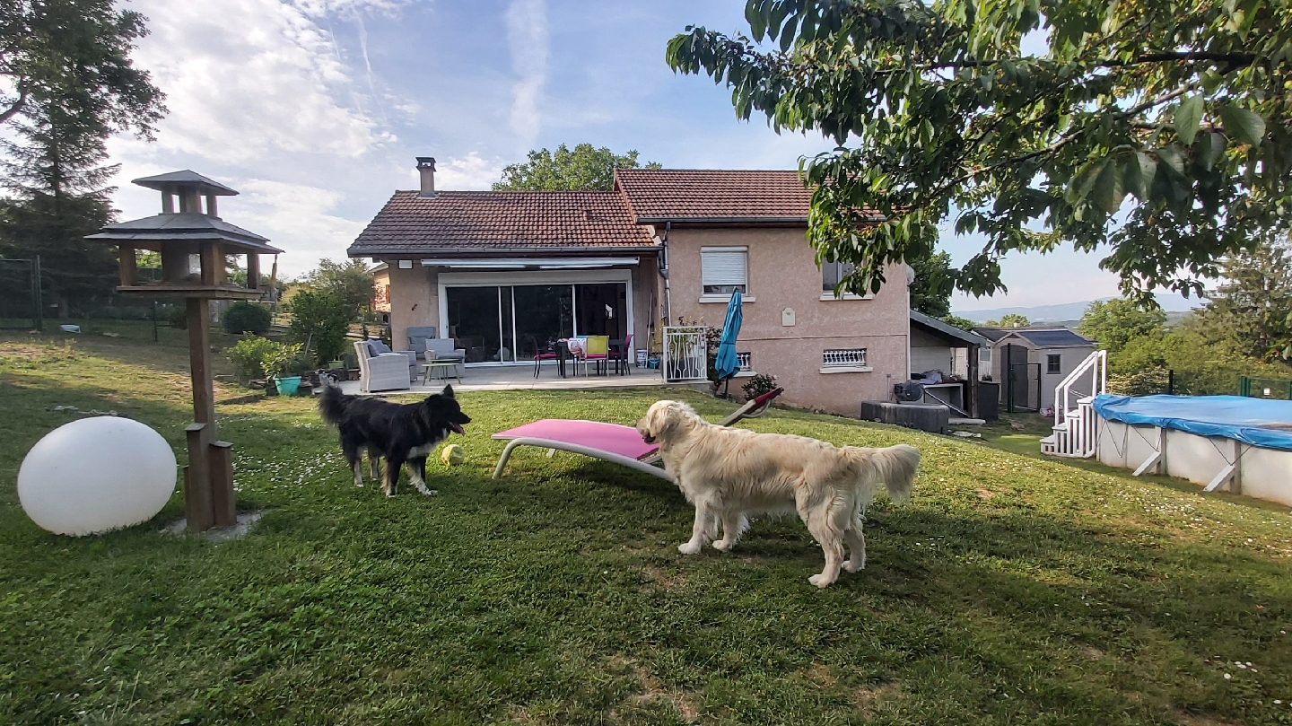 Au royaume des chiens câlinés