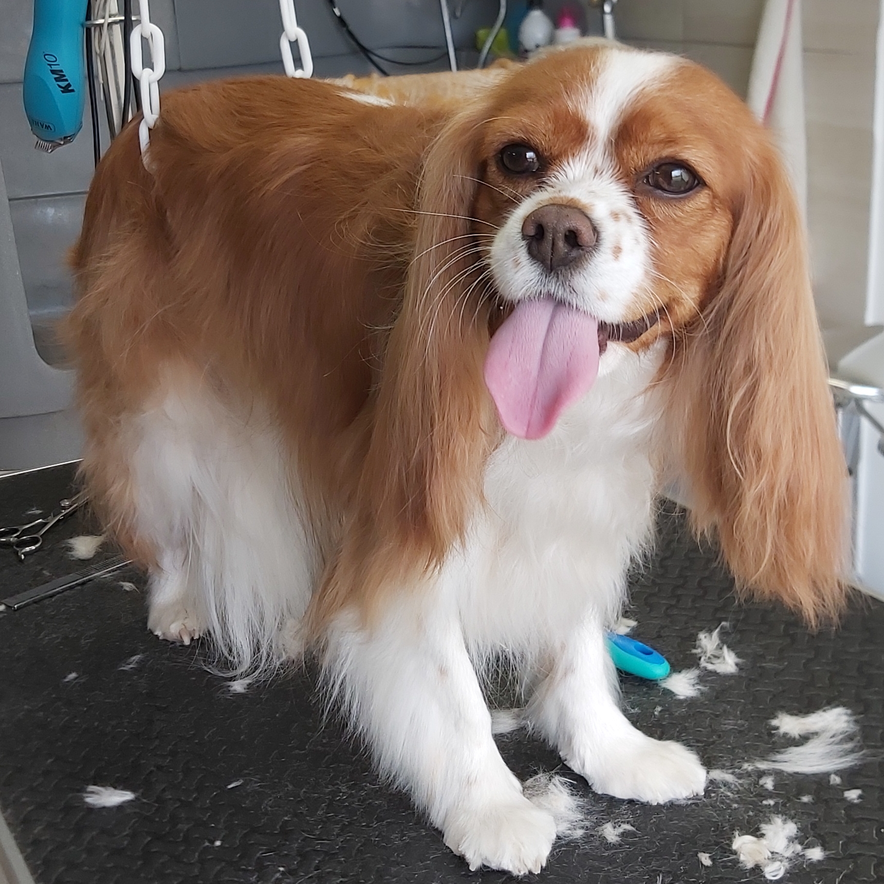 Au royaume des chiens câlinés — photo