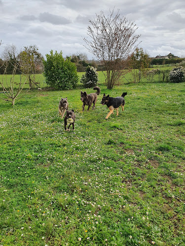 Educatrice canin Comportementaliste Pension familiale - Serenity dog