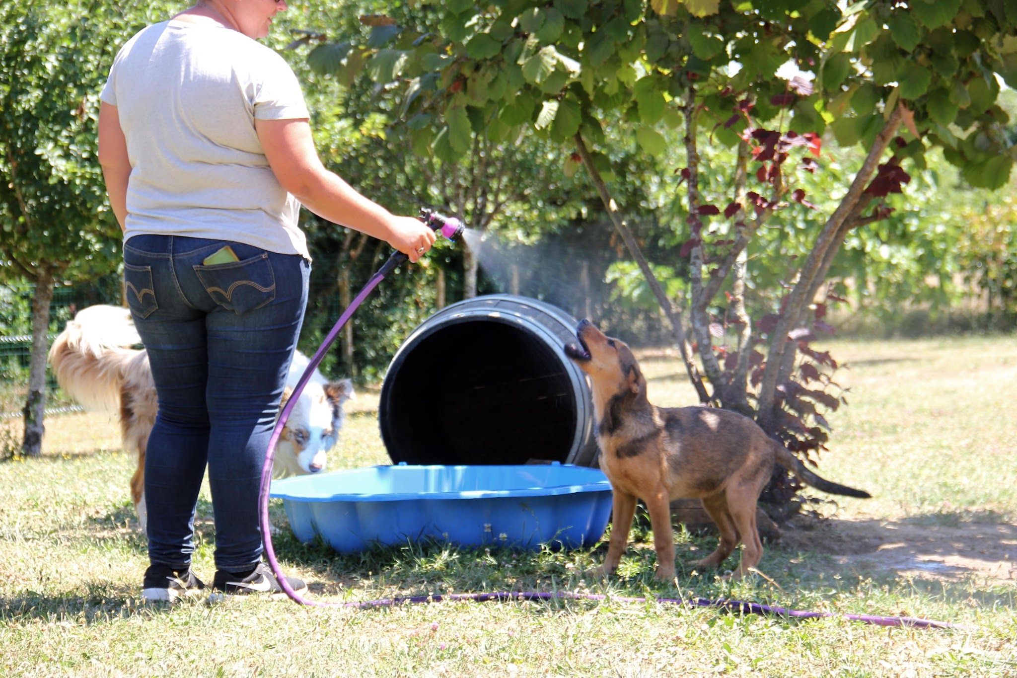 Educatrice canin Comportementaliste Pension familiale - Serenity dog — photo