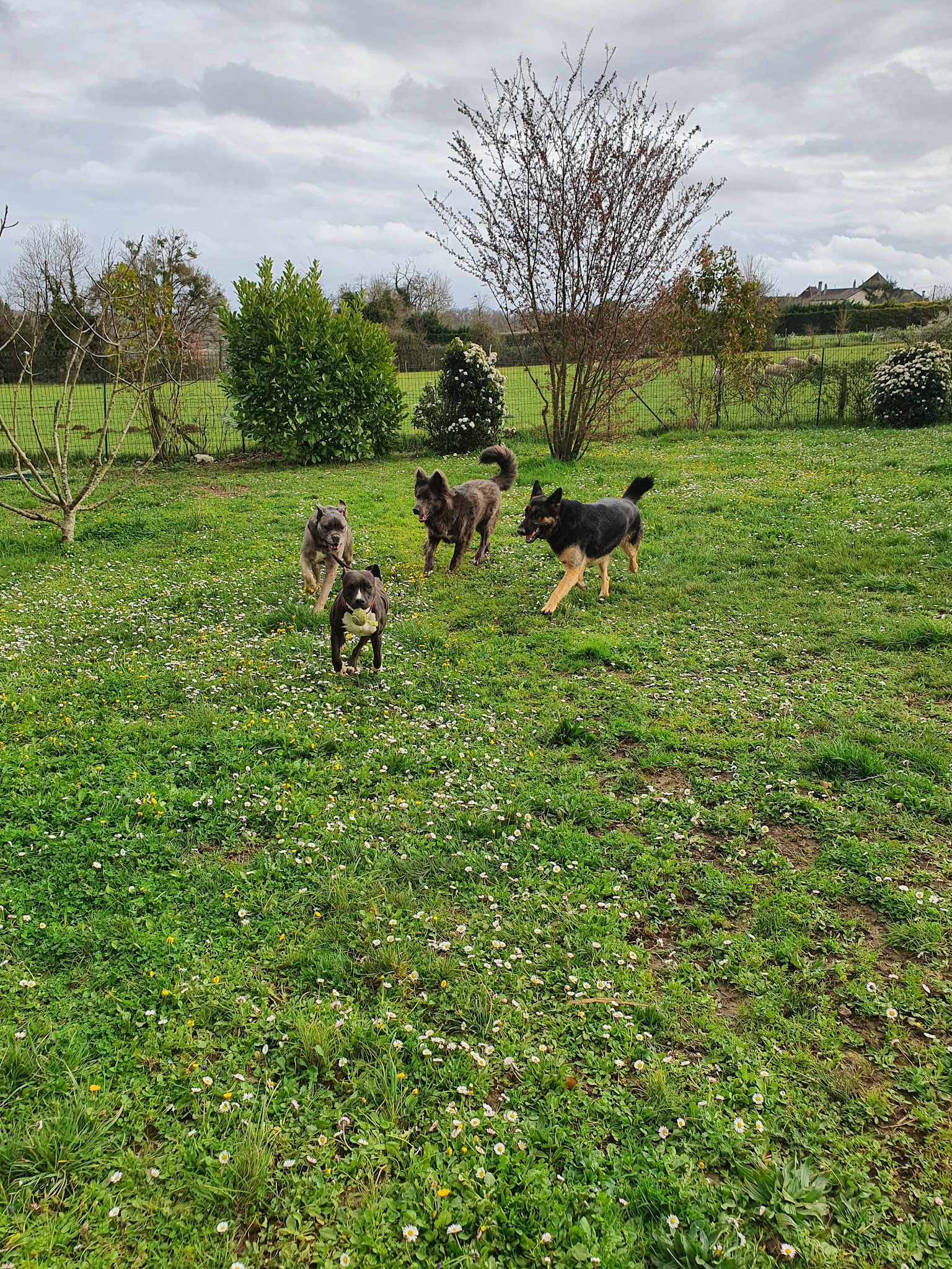 Educatrice canin Comportementaliste Pension familiale - Serenity dog — photo