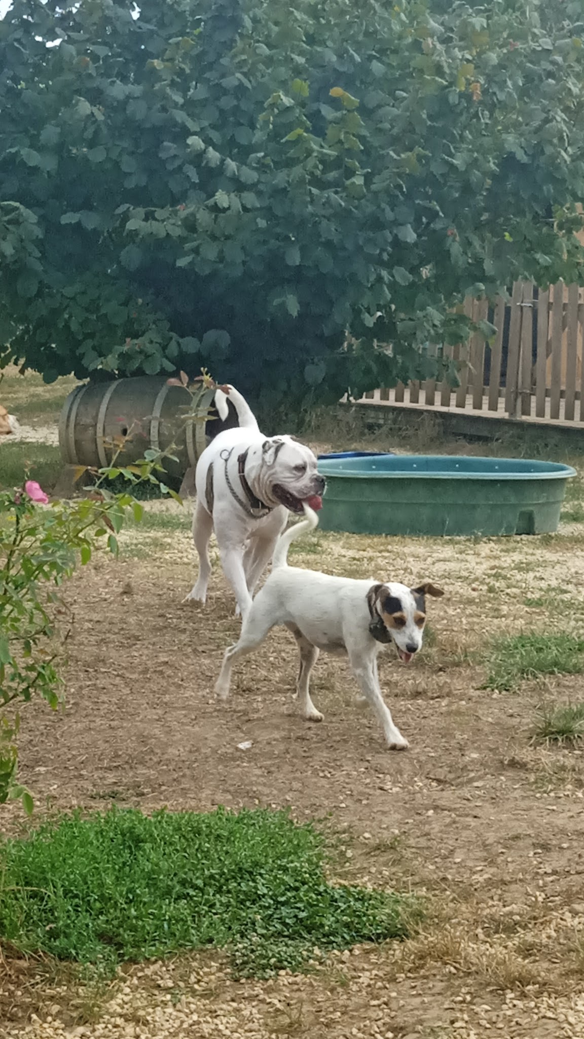 Educatrice canin Comportementaliste Pension familiale - Serenity dog — photo