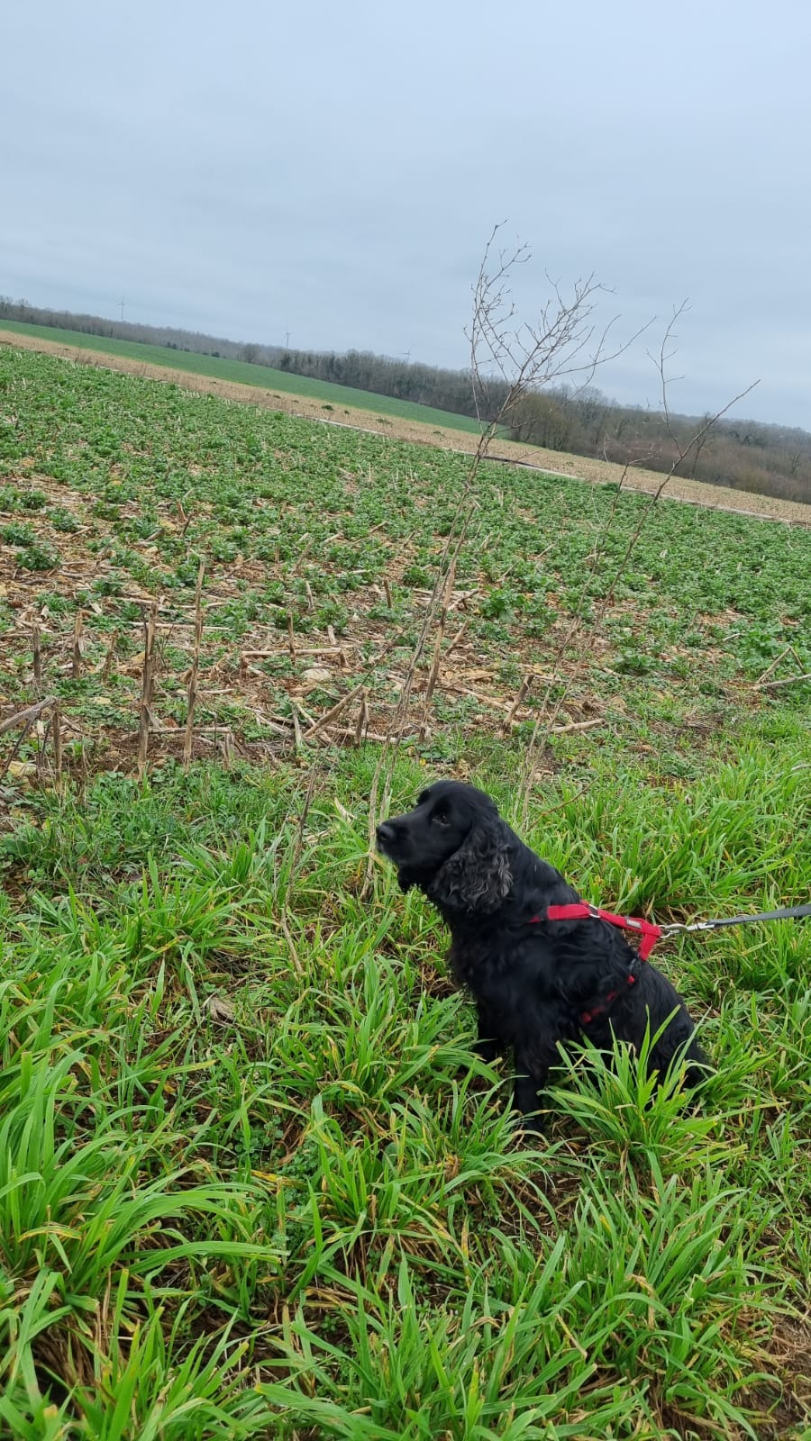 Pension Canine et Féline des Grands Lauriers — photo