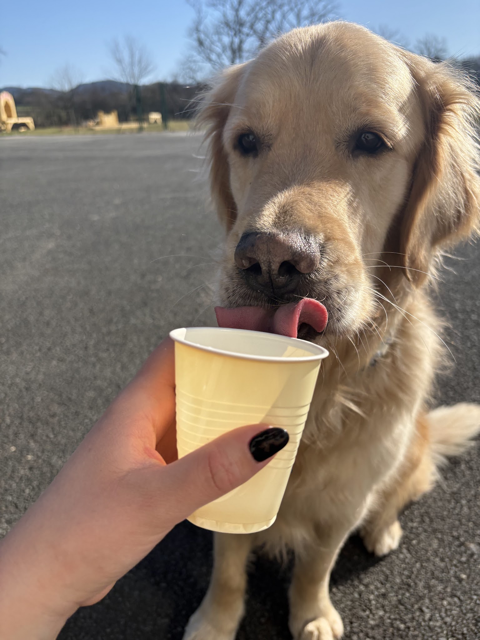 Les Dogos — photo