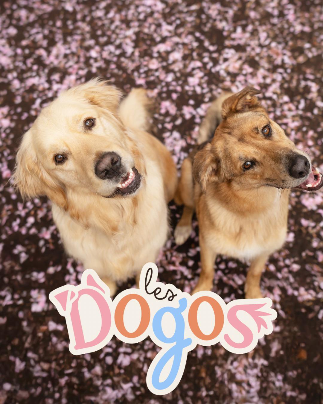 Les Dogos