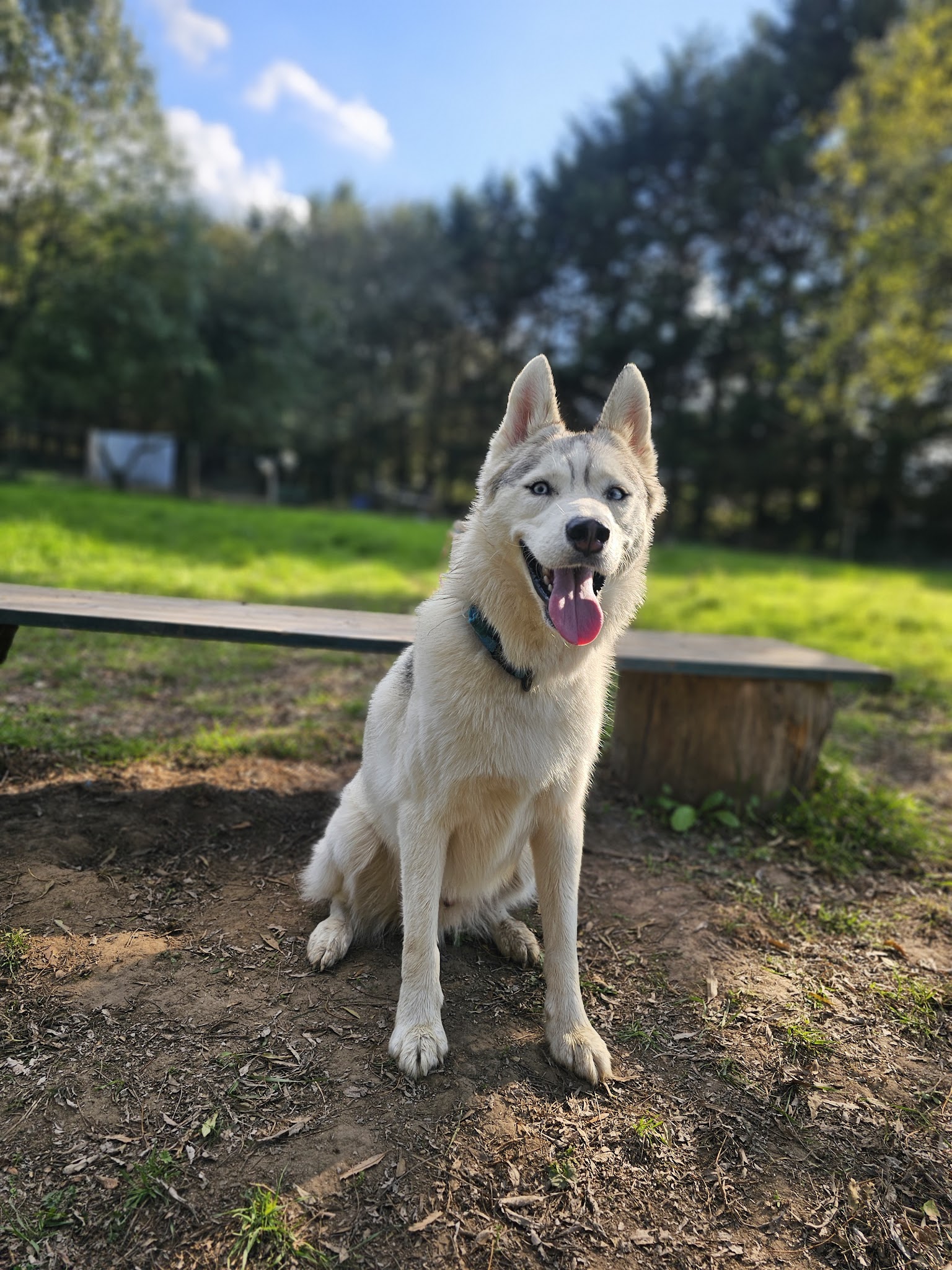 DOG-MOM Marie, Garderie et pension canines — photo