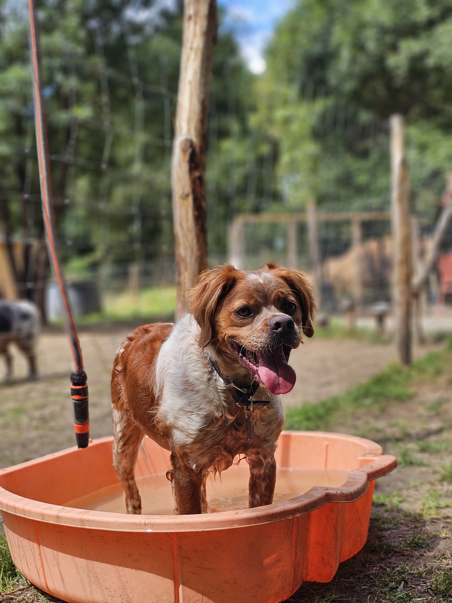 DOG-MOM Marie, Garderie et pension canines — photo