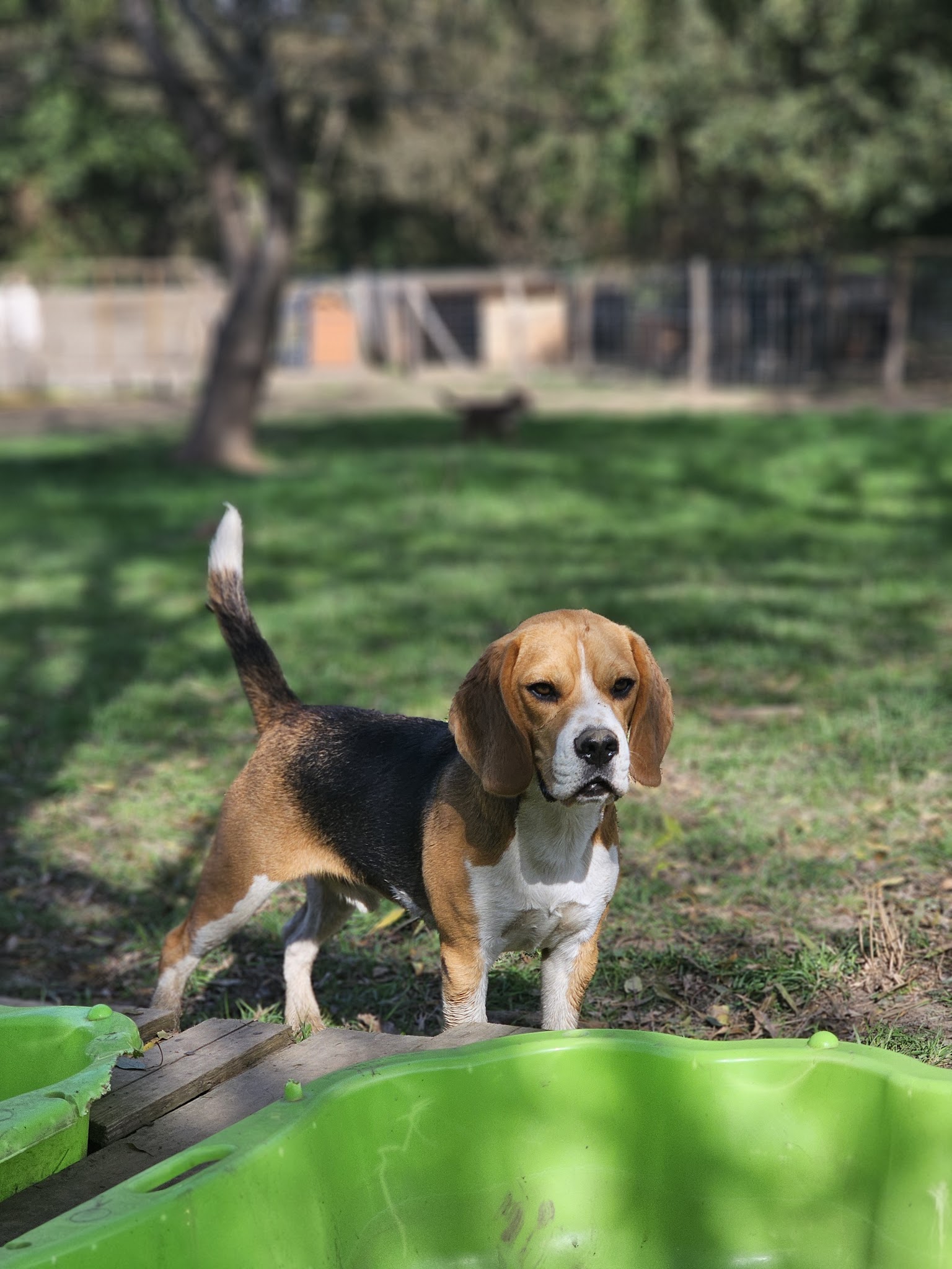 DOG-MOM Marie, Garderie et pension canines — photo