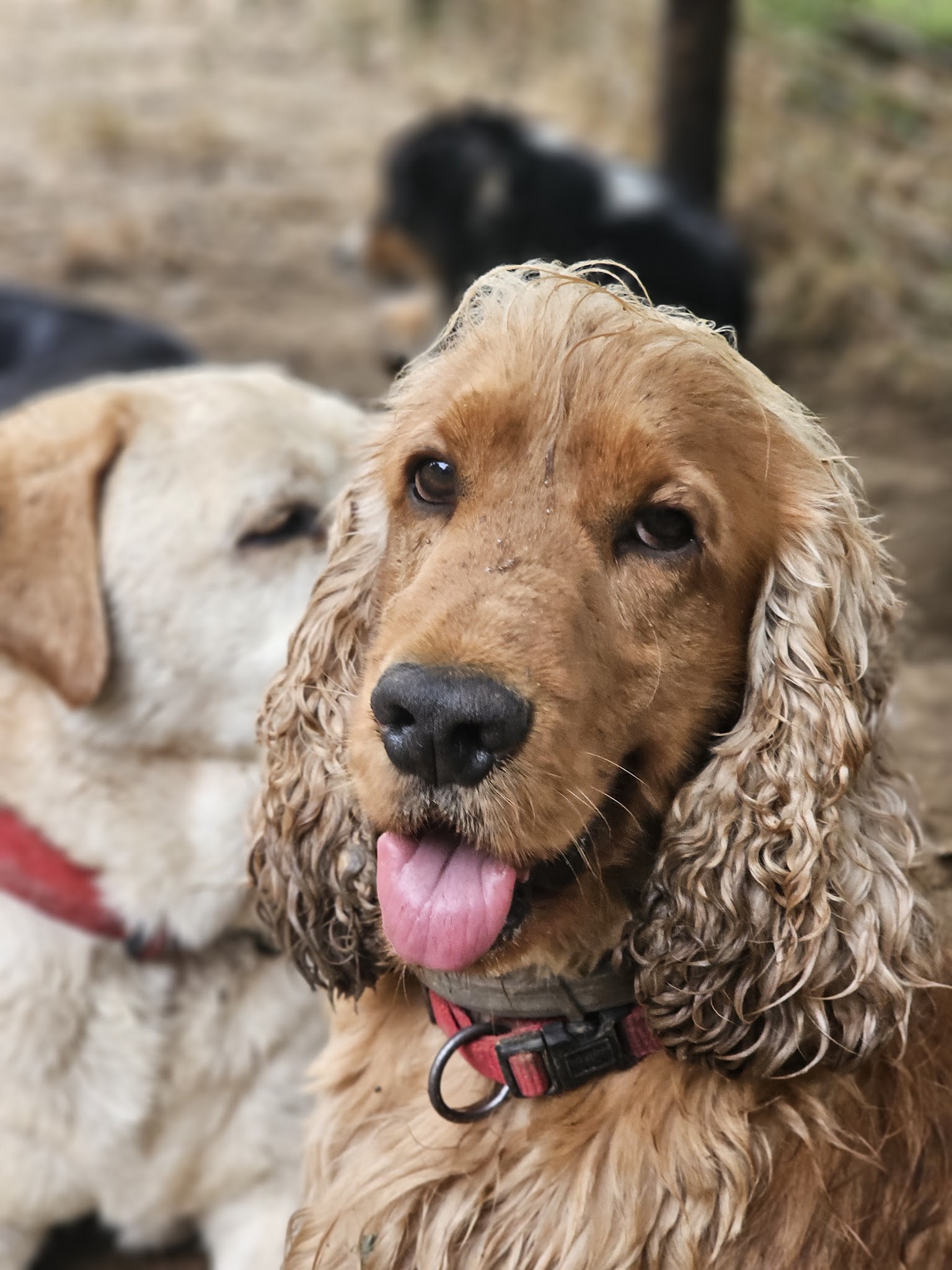 DOG-MOM Marie, Garderie et pension canines — photo